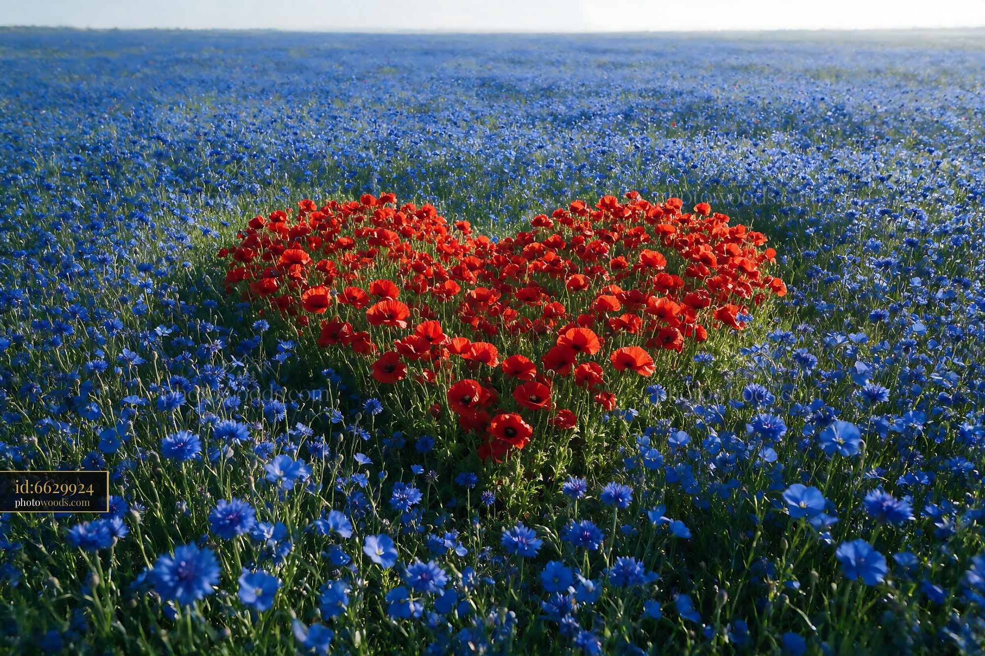 Poppy Wildflowers and Cornflowers in a Heart Shape Field