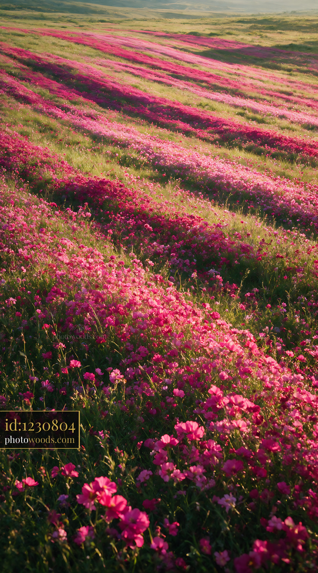 Pink Evening Primrose in a Blooming Meadow During Sunset