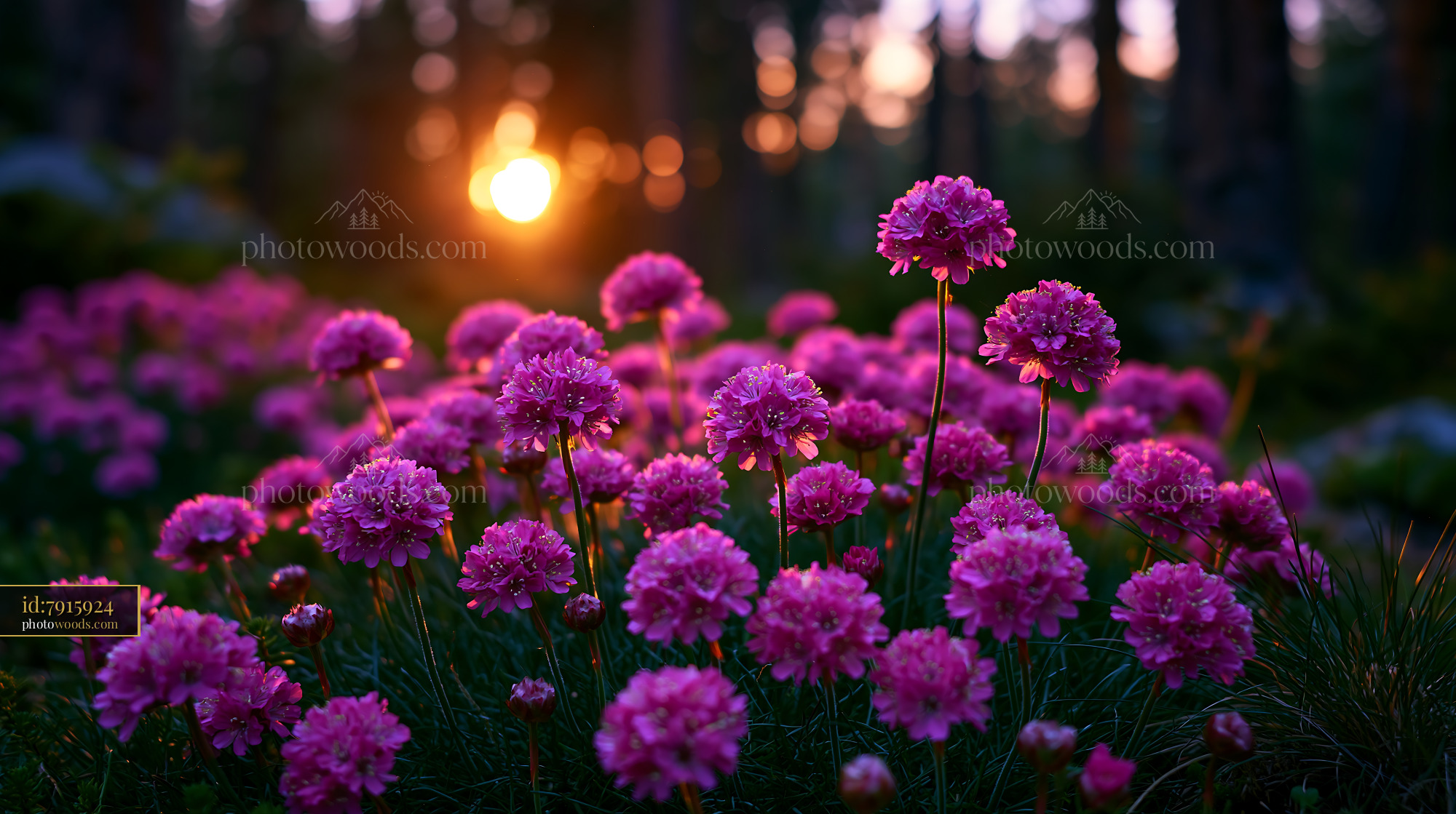 Flowers Bloom in Sunlight Among Trees During Evening Hours