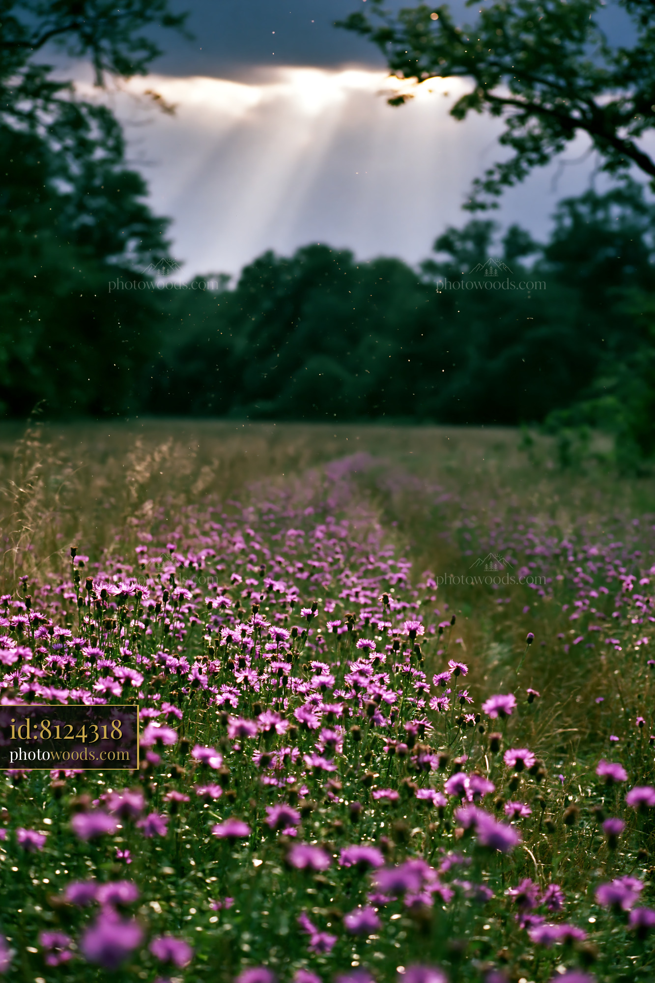Knapweed Flowers Blooming in a Meadow During Summer