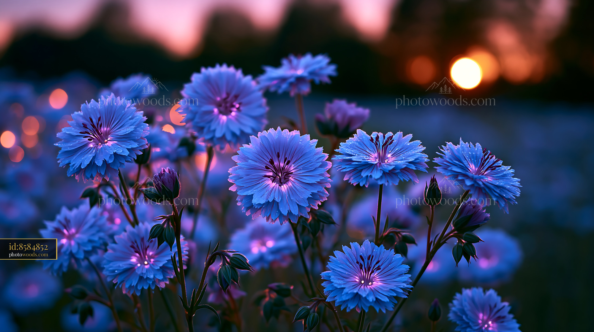 Blue Flowers Bloom at Sunset in a Field With Glowing Lights