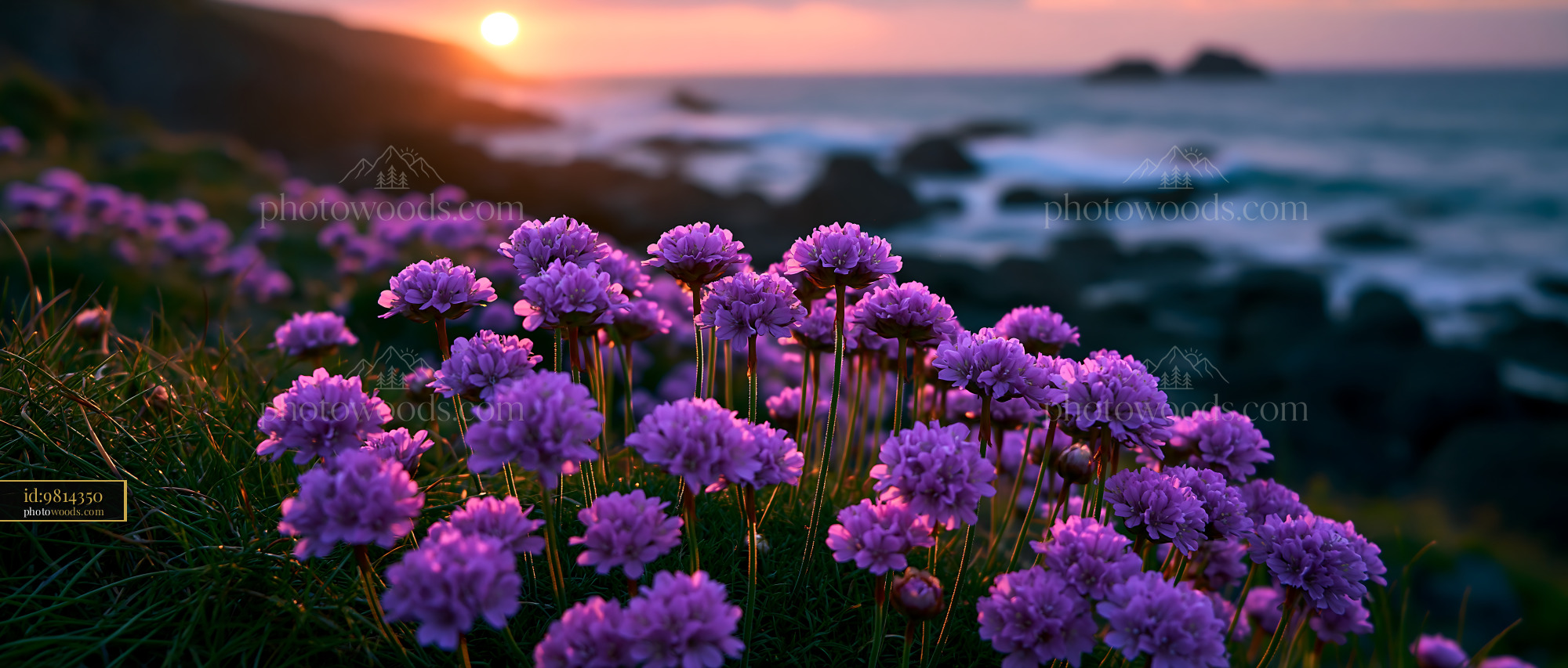 Purple Flowers Bloom Near the Coast at Sunset