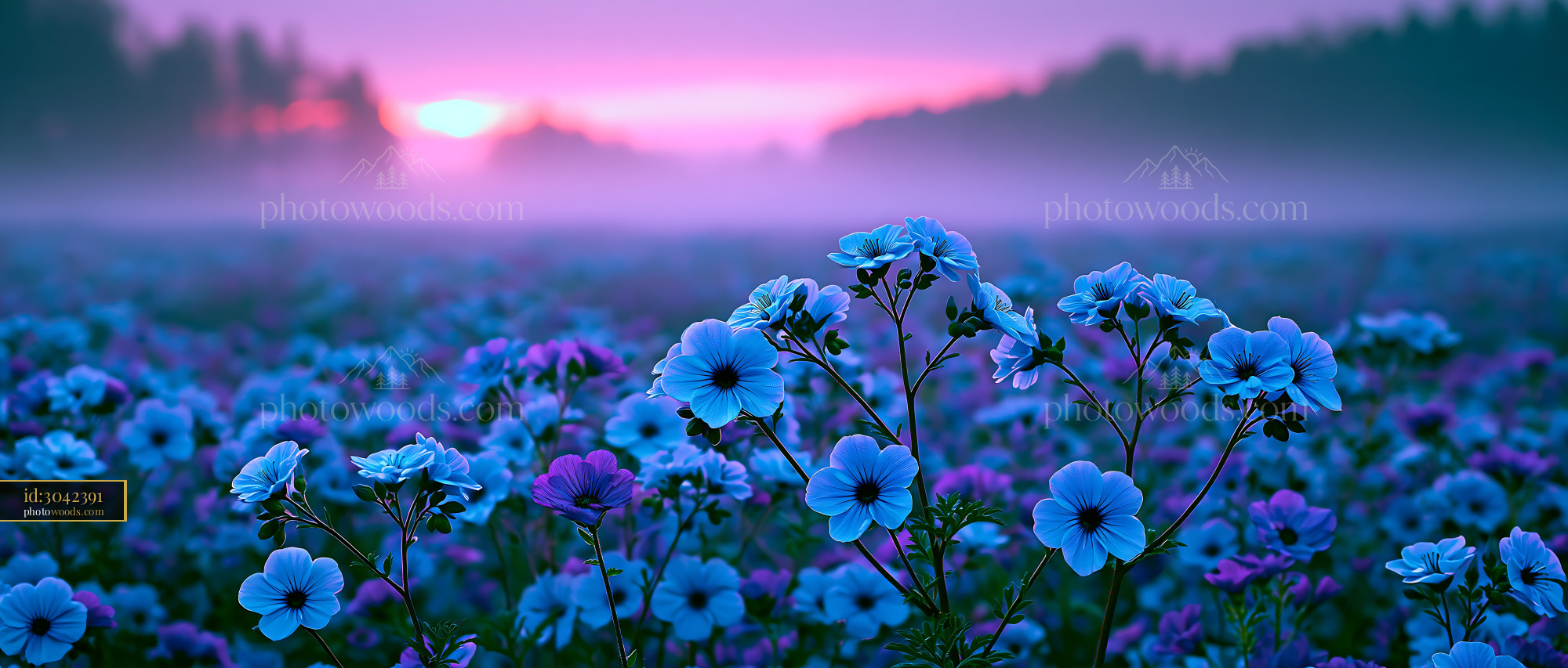 Flowers Bloom in a Field Under a Colorful Sunset Sky