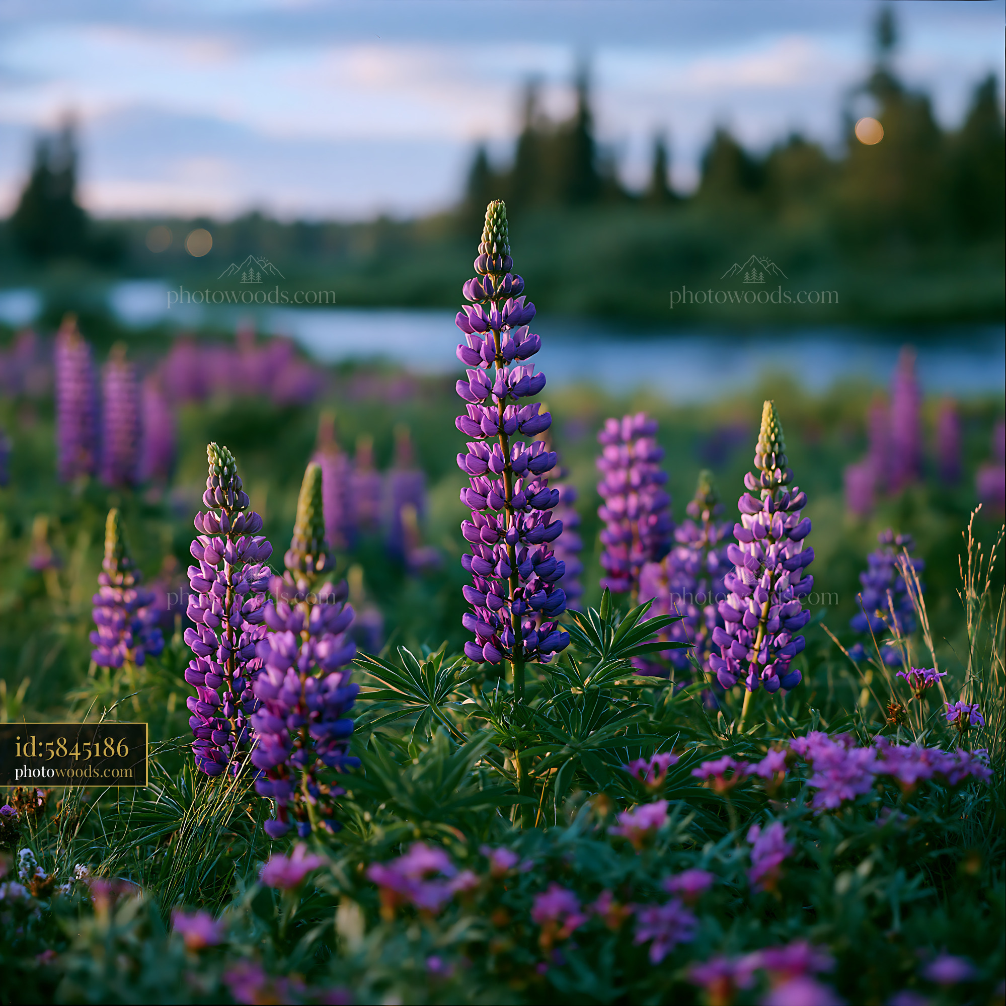 Lupine Wildflowers Blooming by the River in Springtime
