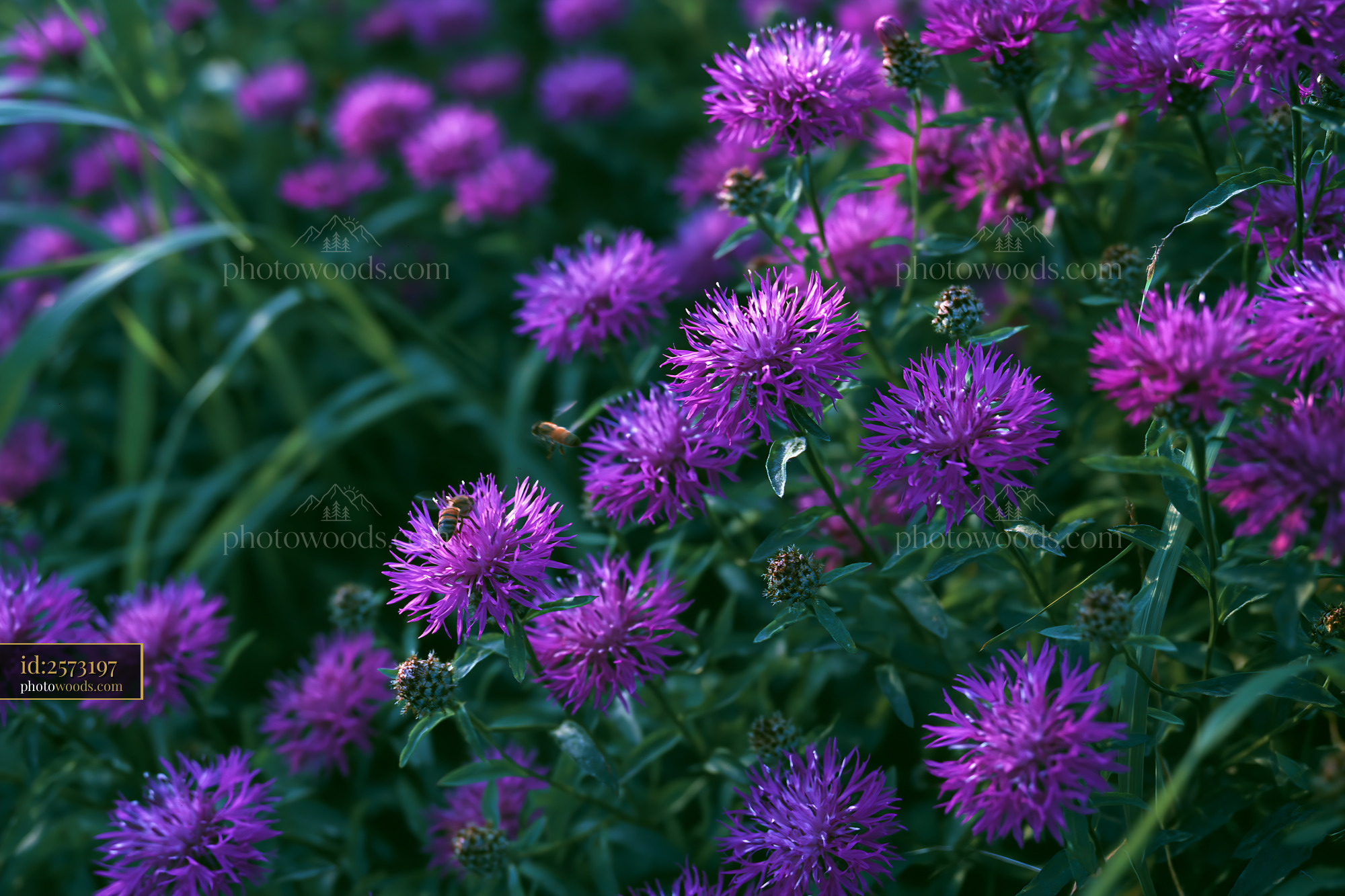 Spotted Knapweed Flowers in Bloom During Summer