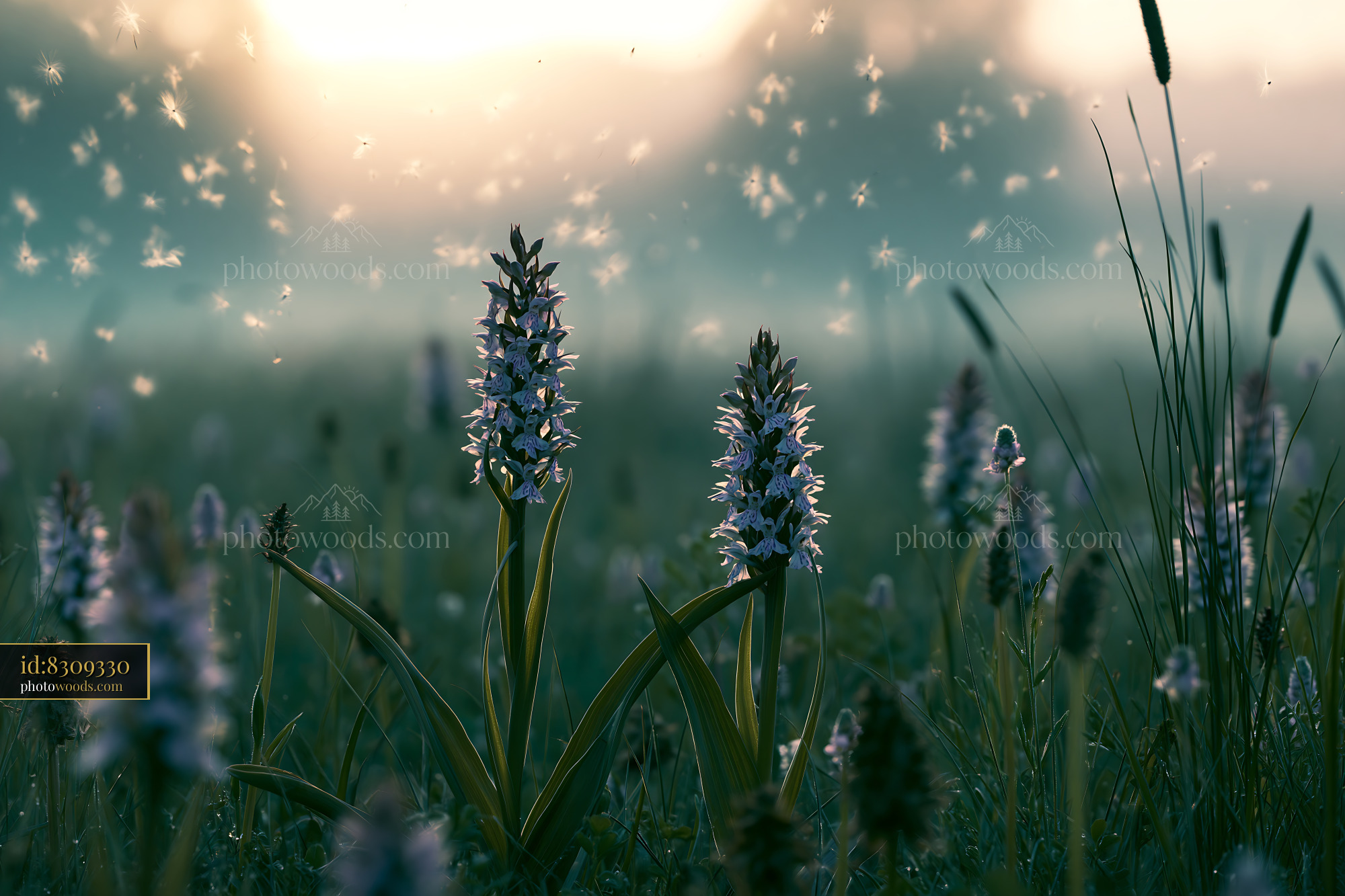Wildflower Orchids Blooming in Morning Light