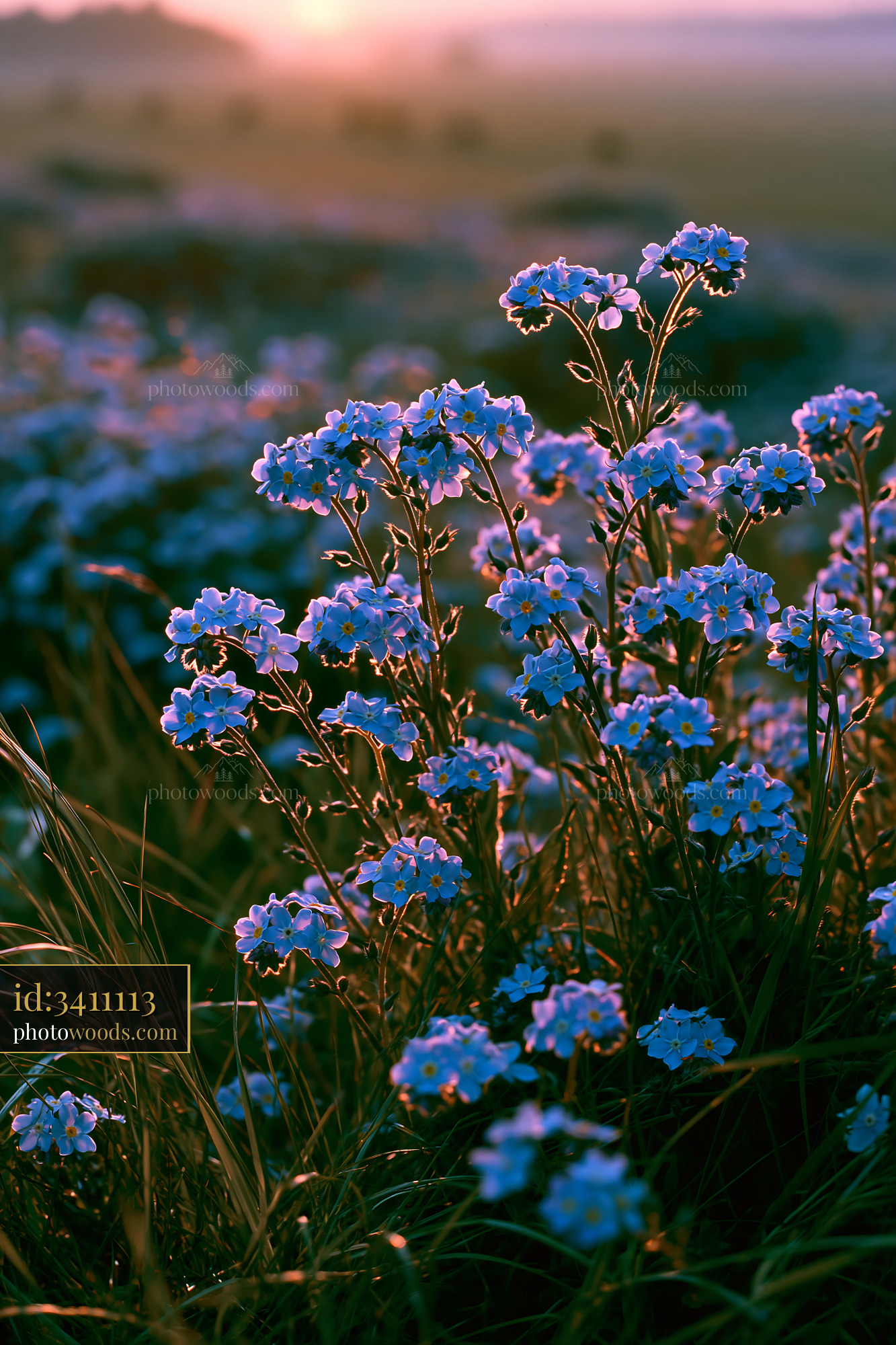 Forget-me-not Flowers Blooming in a Meadow During Golden Hour