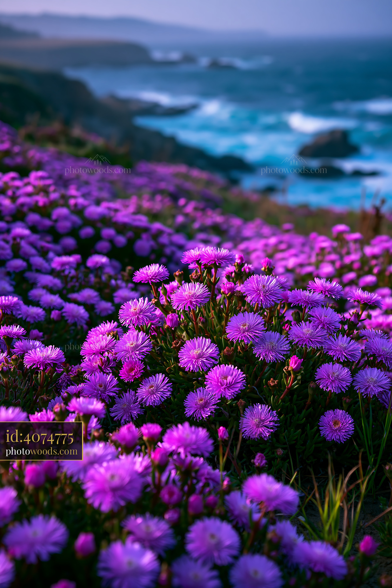 Purple Flowers Bloom Near Rocky Coastline With Waves Crashing