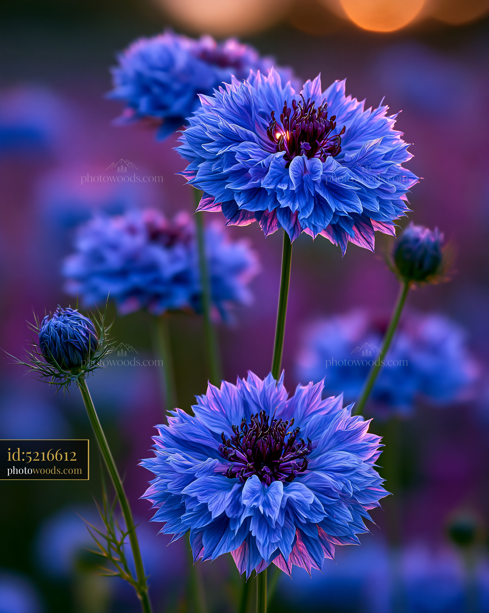 Blue Flowers Bloom in a Colorful Field at Sunset