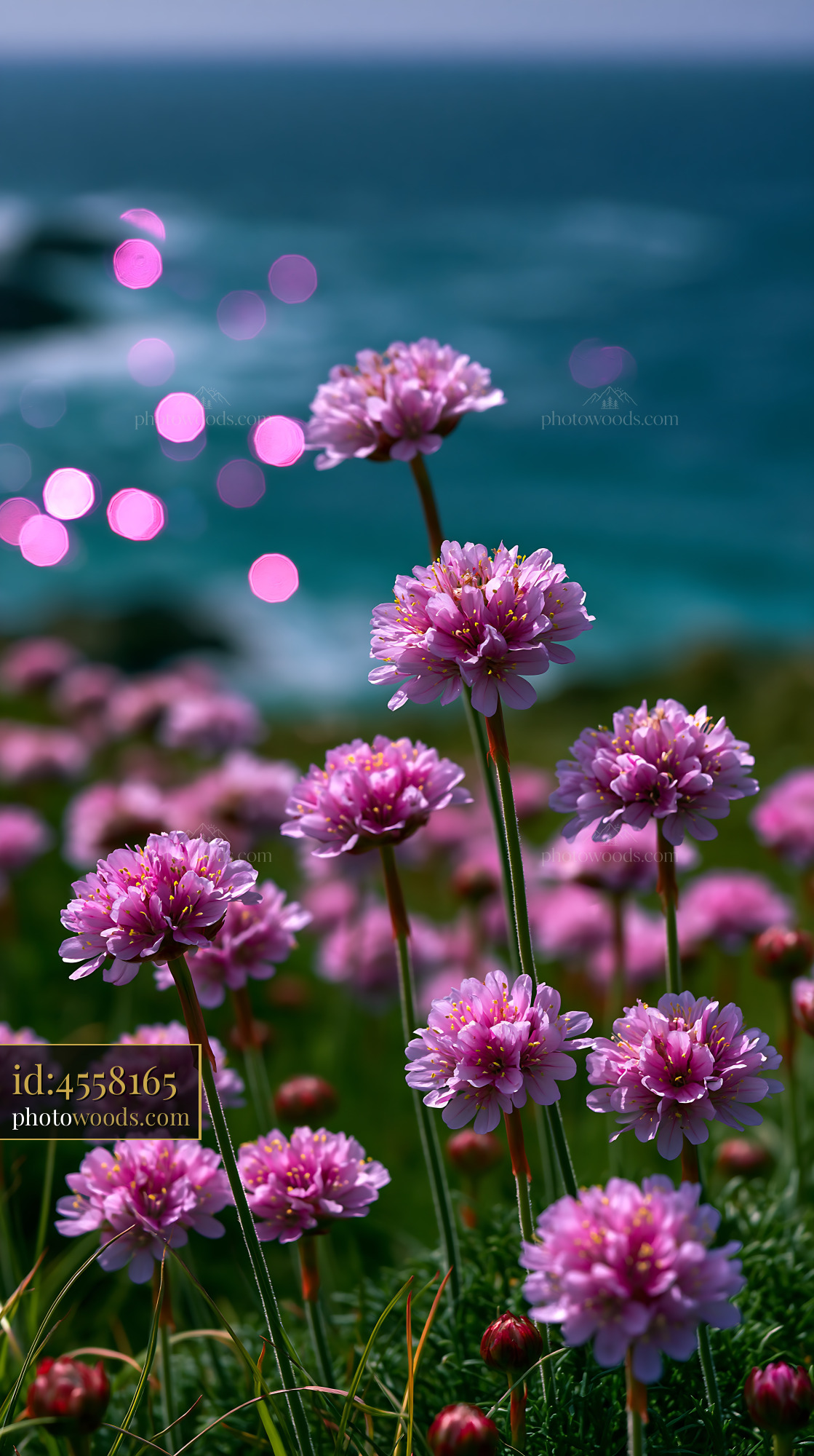 Flowers Bloom Near the Ocean on a Bright Sunny Day