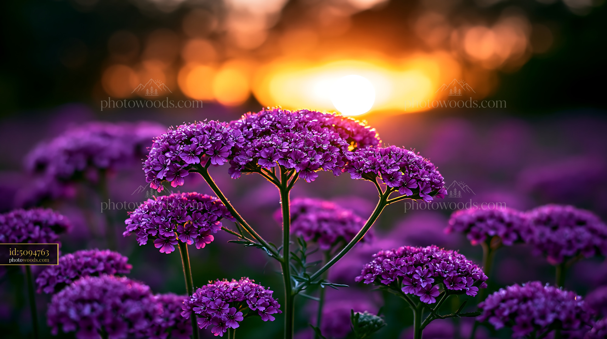 Purple Flowers Bloom Under Sunset Glow With Warm Light