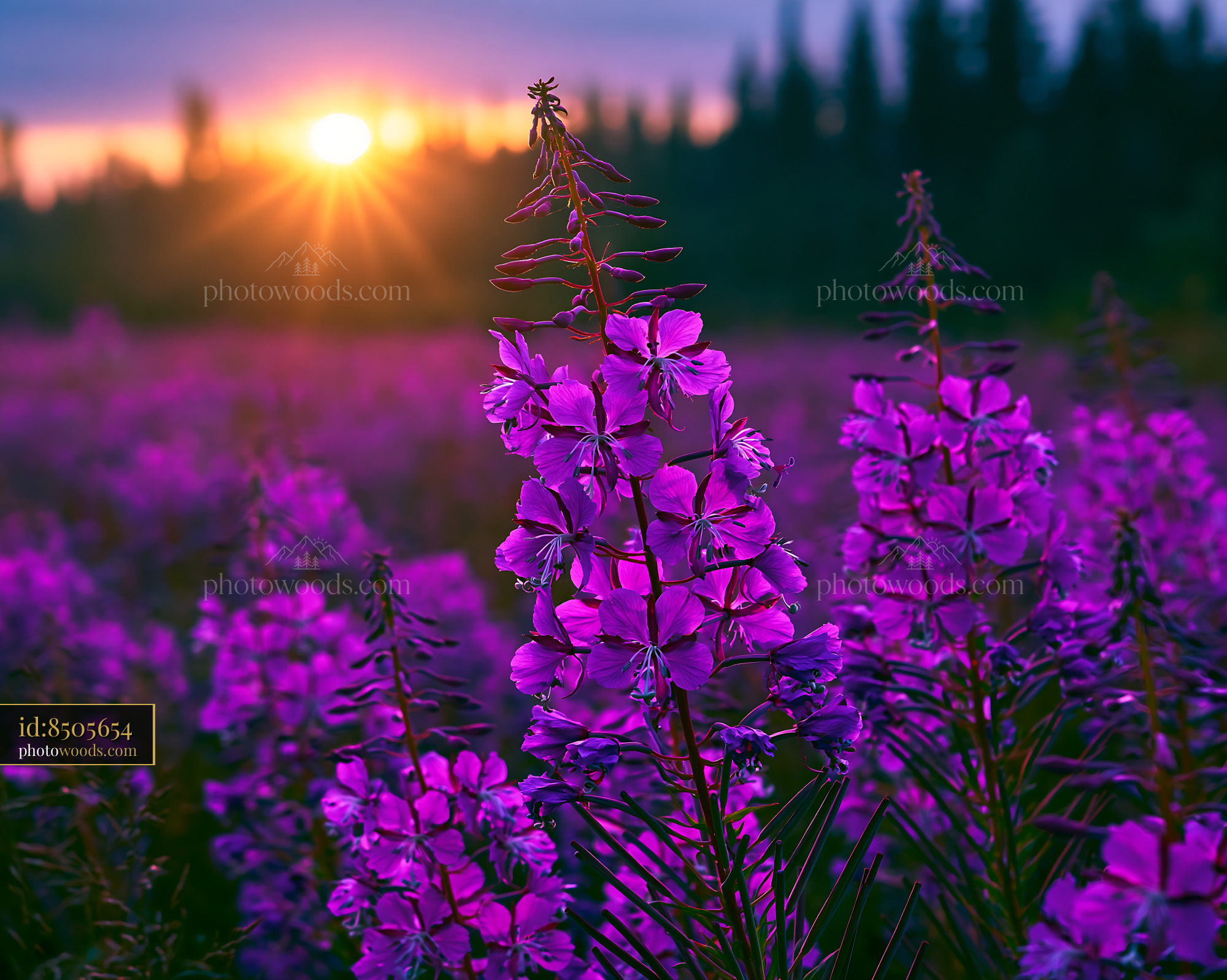 Purple Flowers Bloom Under Sunset Light in a Natural Setting