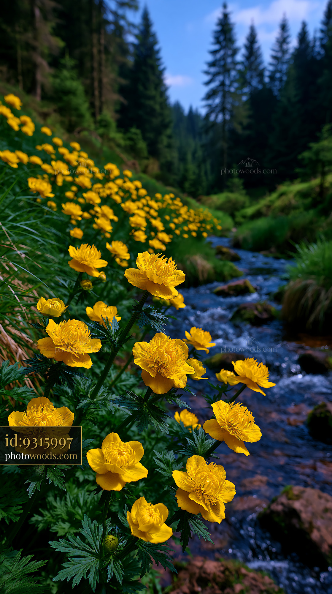 Globeflowers in Bloom Beside a Stream in a Green Meadow