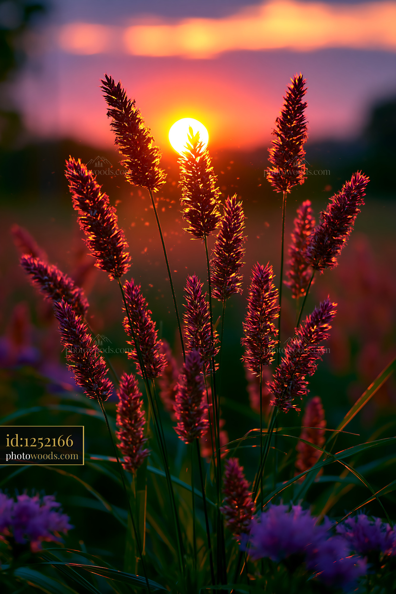Grass Stems Stand in Sunlight During Sunset Over Open Field