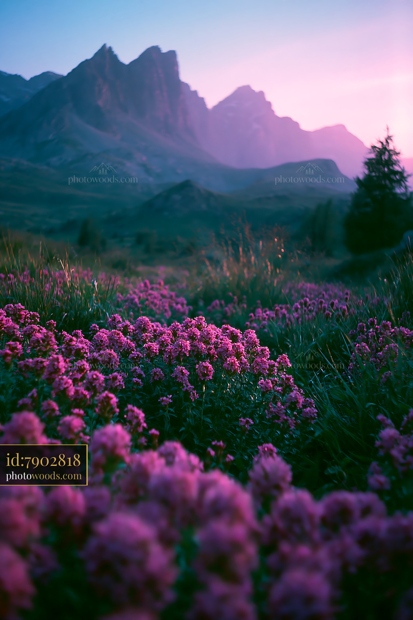 Wildflowers in Bloom With Mountains at Sunset