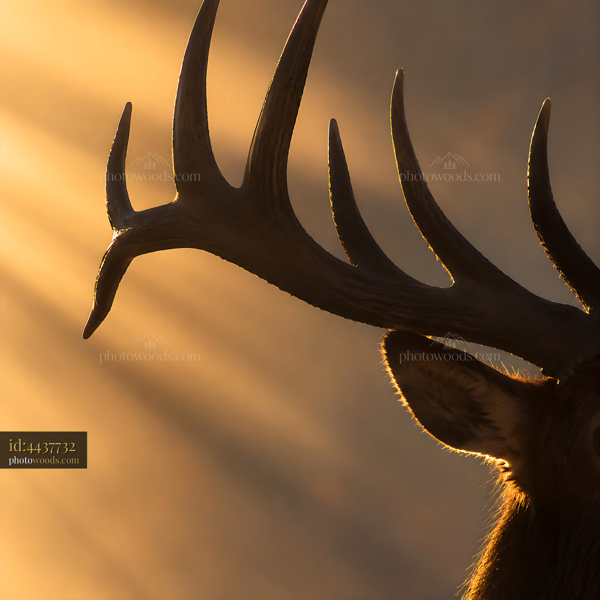 Deer With Antlers Standing in Sunlight During Golden Hour