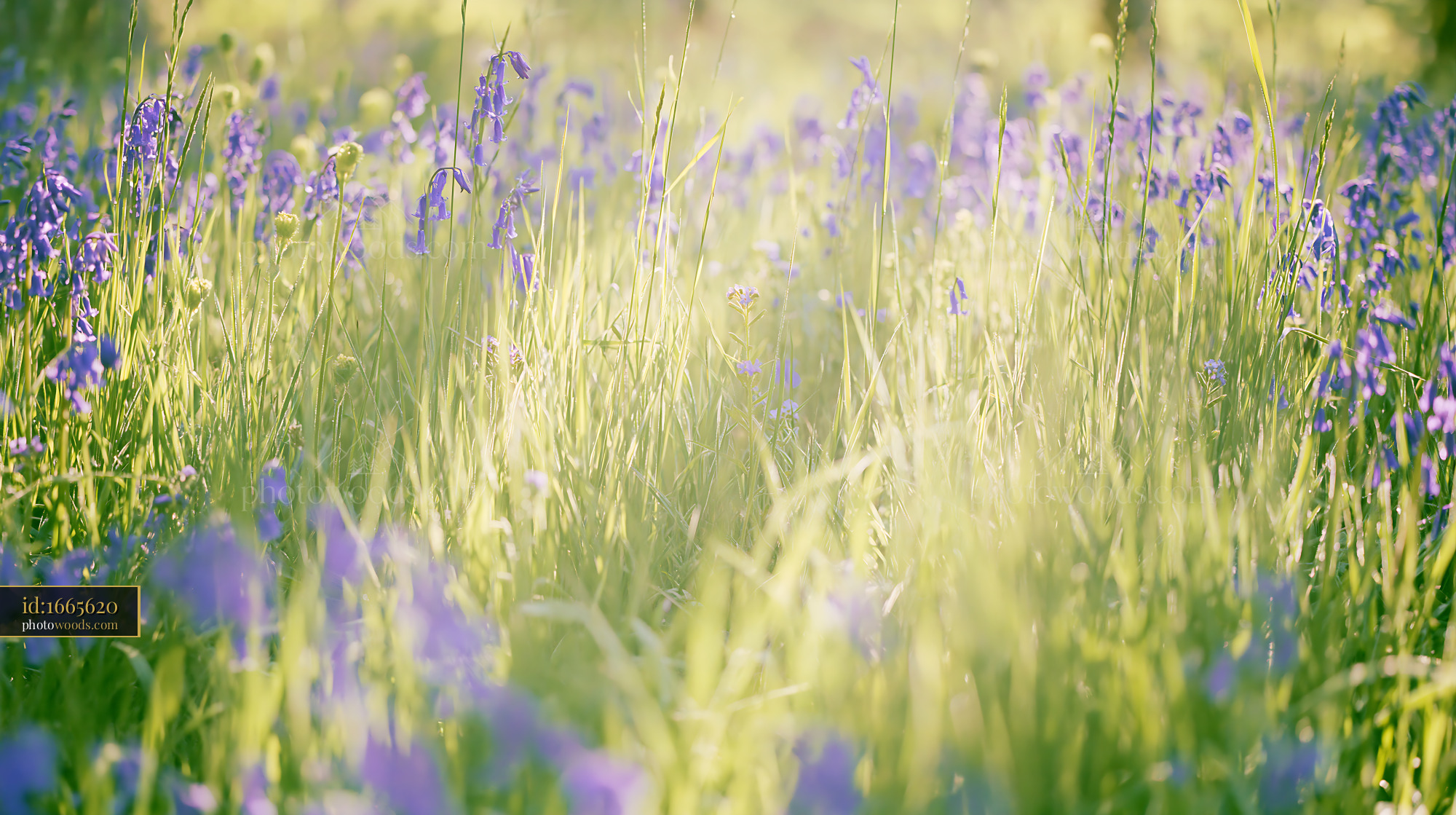 Bluebell Flowers Blooming in a Meadow During Springtime