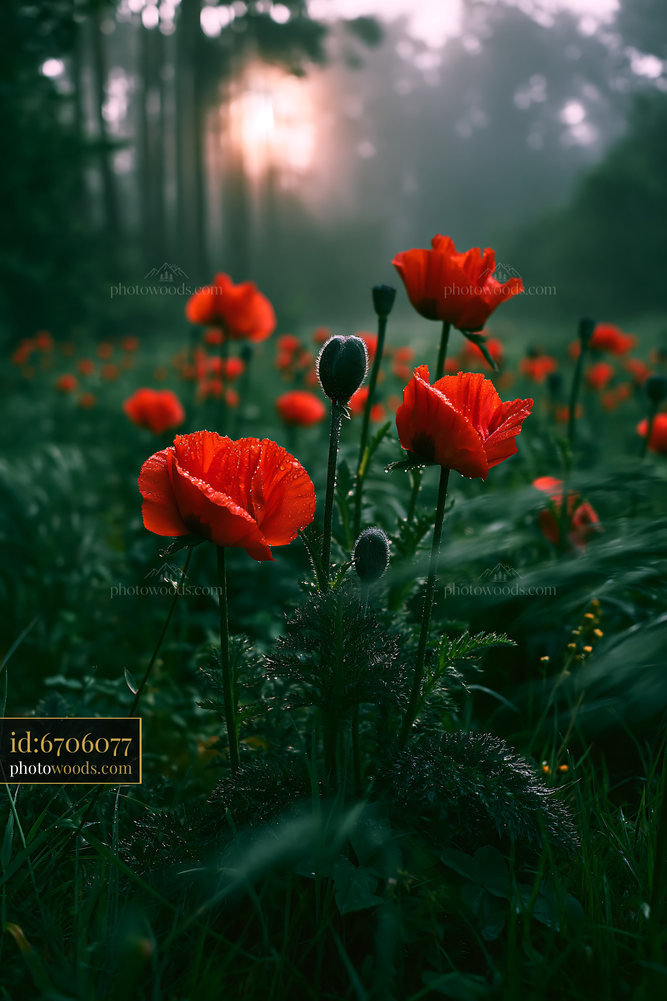 Poppy Flowers Blooming at Sunrise in a Misty Meadow