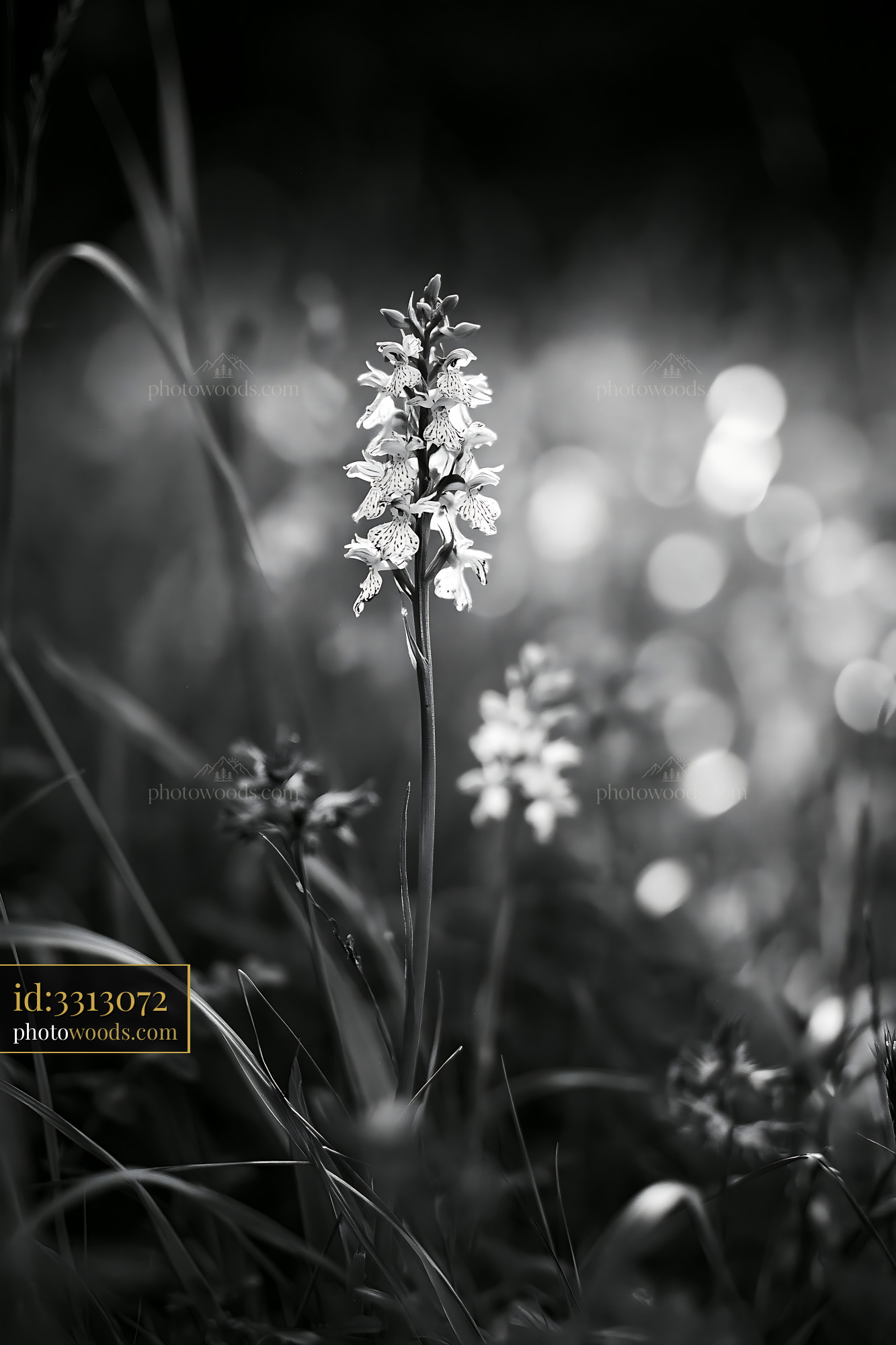 Wildflower Orchid, Meadow Setting, Blooming in Soft Light