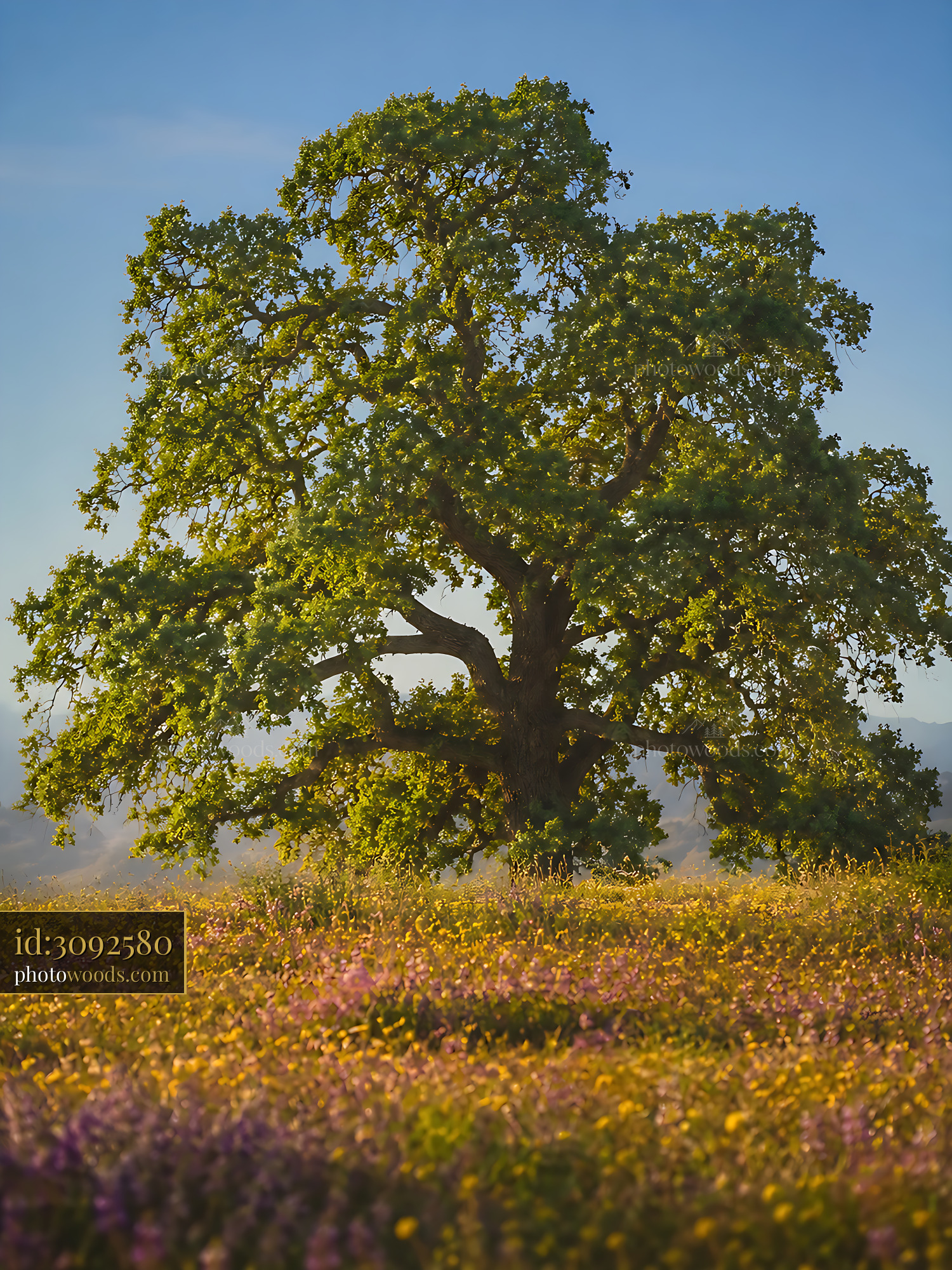 Tree Stands Tall in a Field of Wildflowers During Sunset