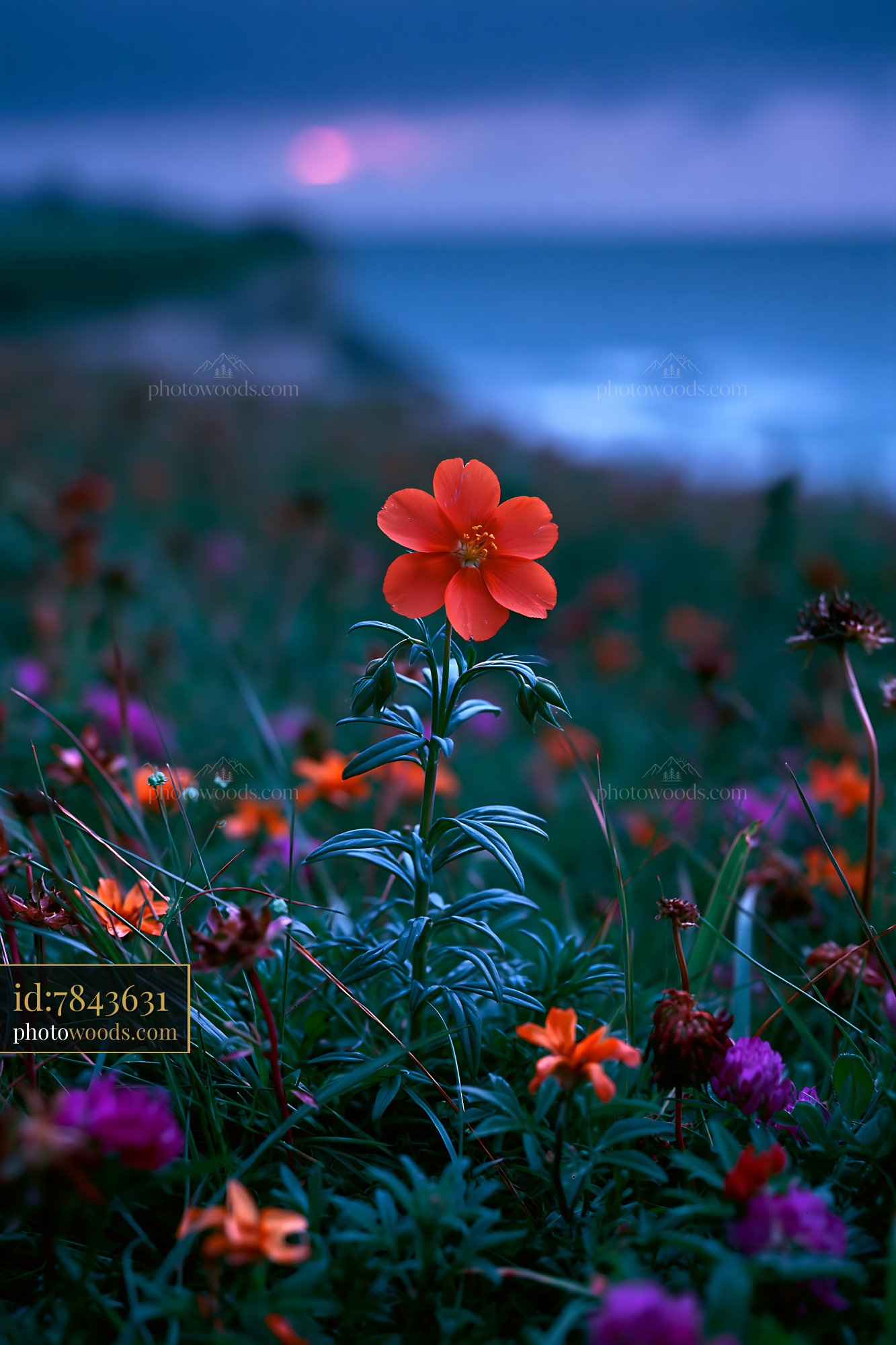 Pimpernel Wildflower Blooming by the Sea at Dusk