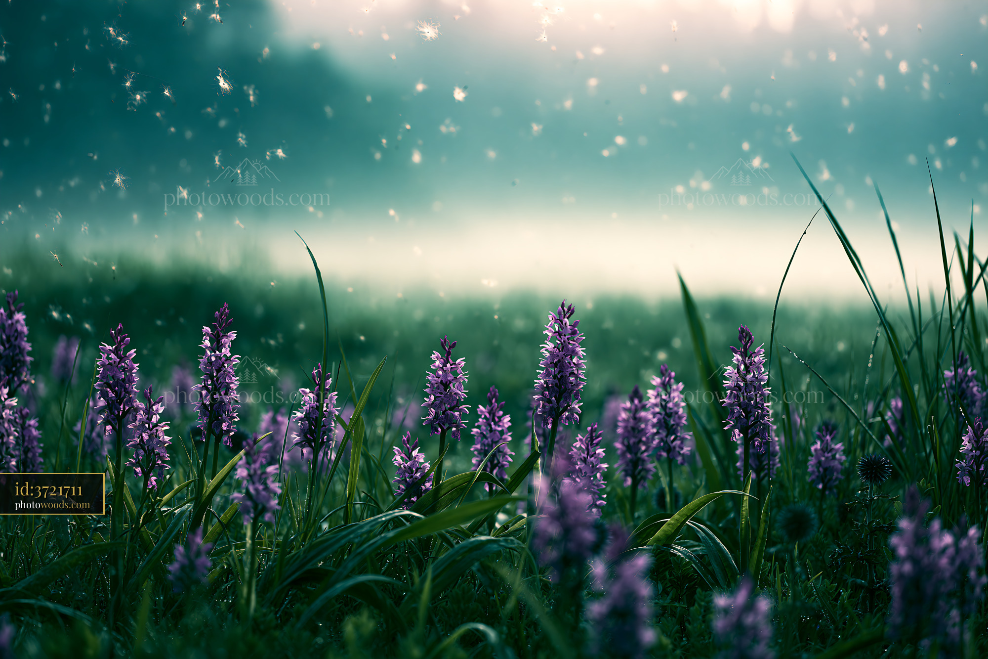 Wild Orchids Blooming in Misty Meadow During Early Morning