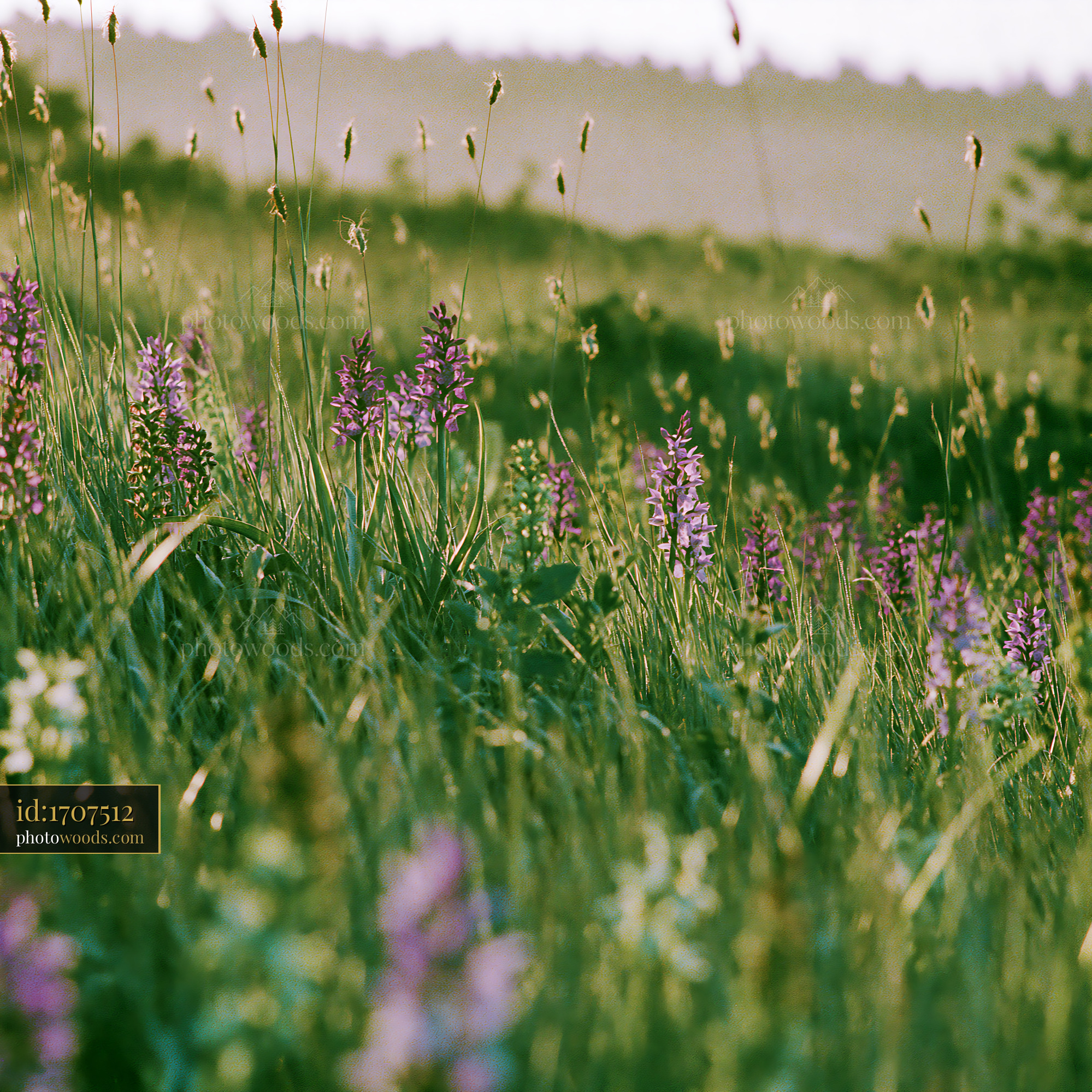 Wildflower Field With Purple Orchids and Green Grasses in Spring