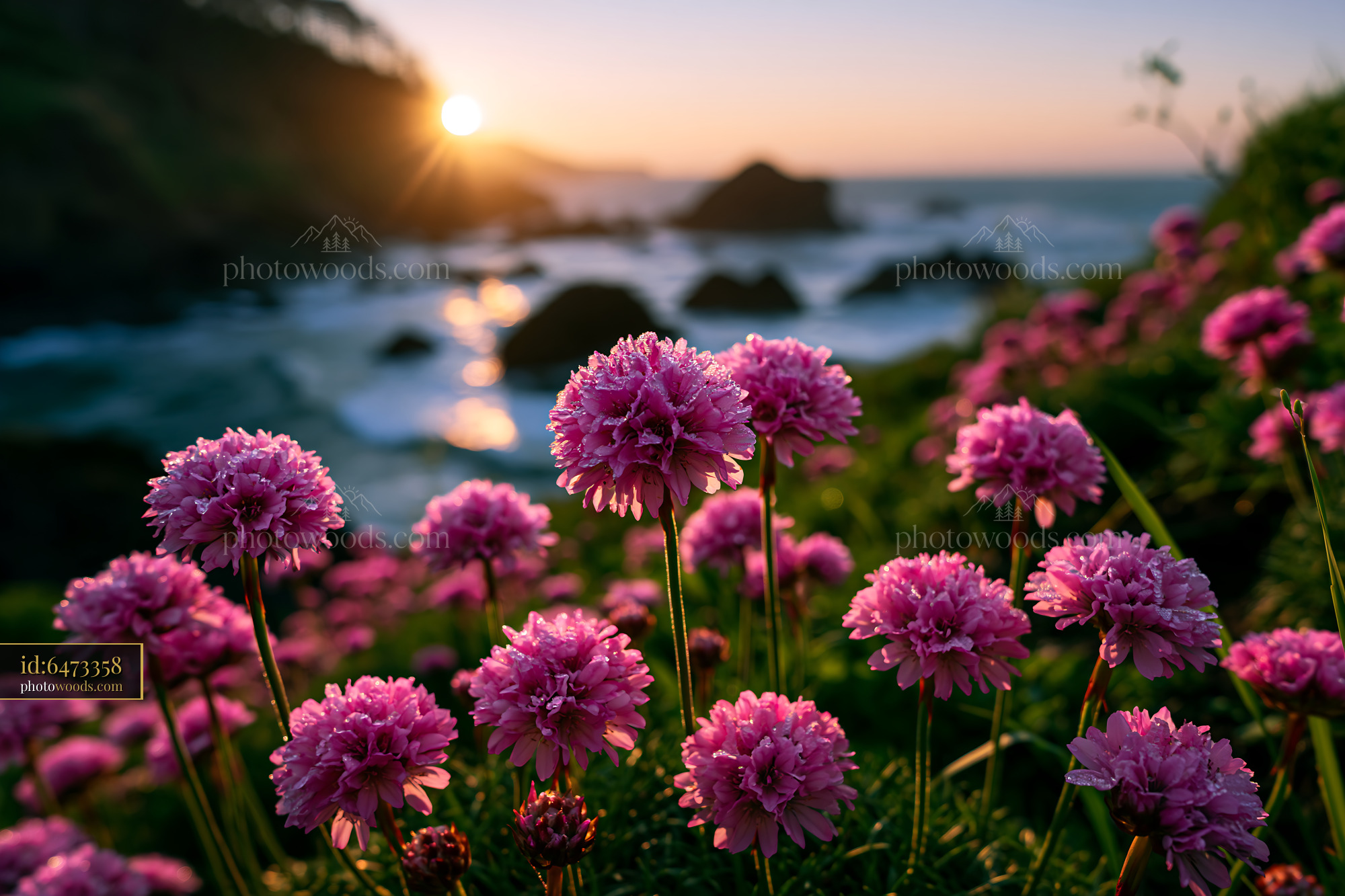 Flowers Bloom on the Shore as the Sun Sets Over the Ocean