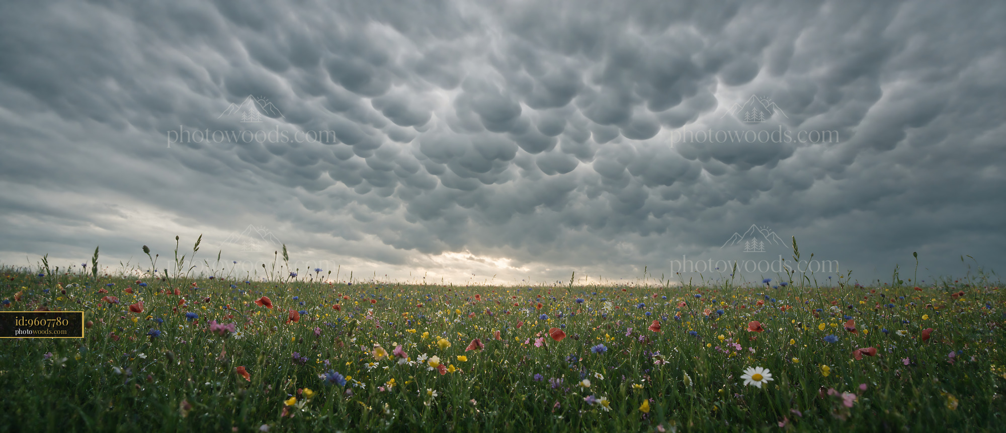 Wildflower Meadow Under a Cloudy Sky During Spring Season