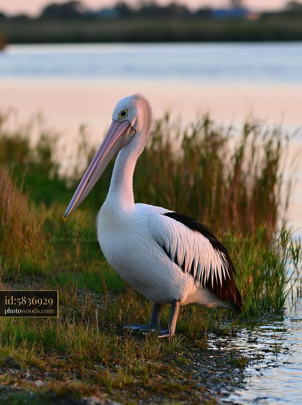 Australian pelican standing beside a coastal lagoon