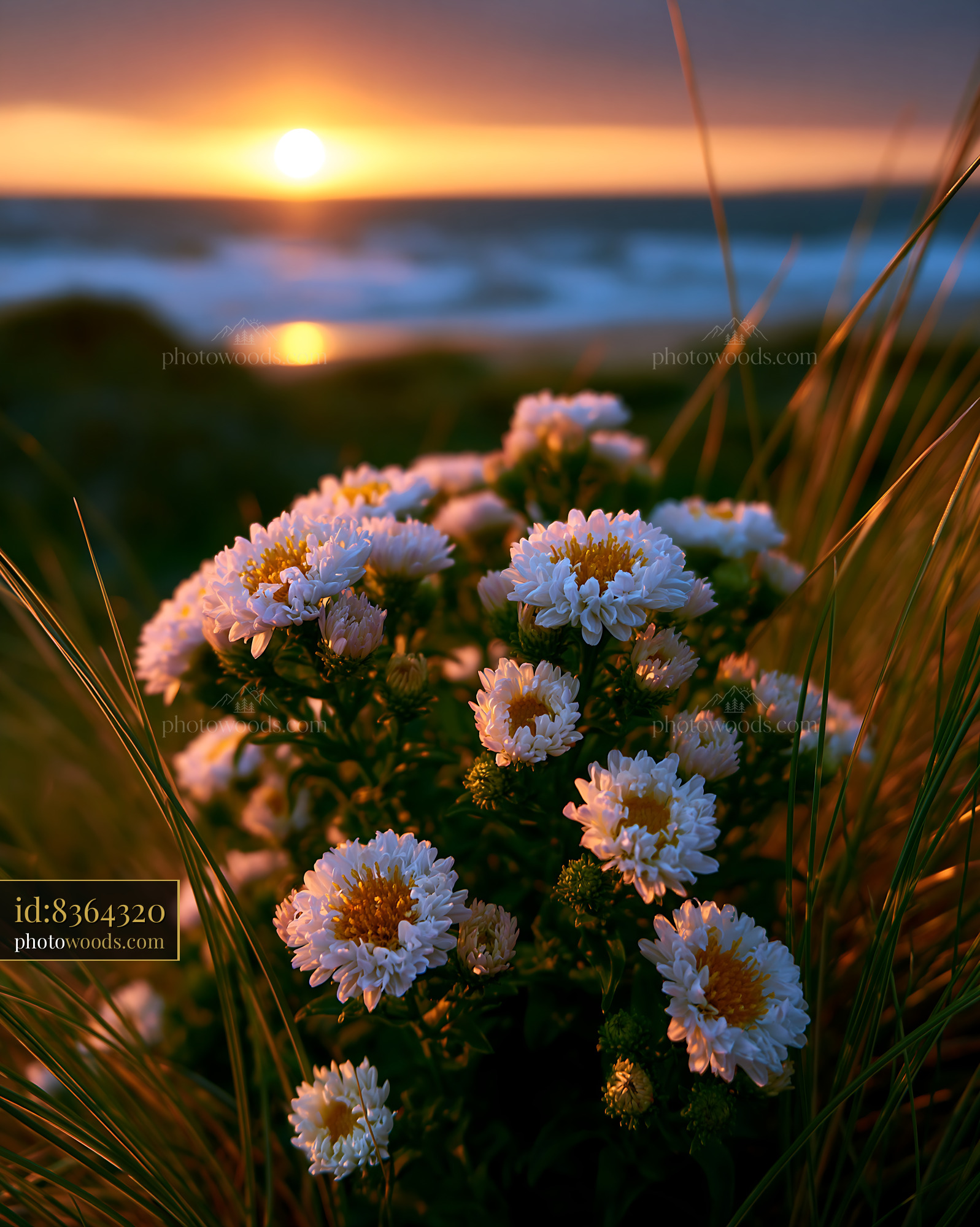 Flowers Bloom by the Ocean as the Sun Sets in the Background