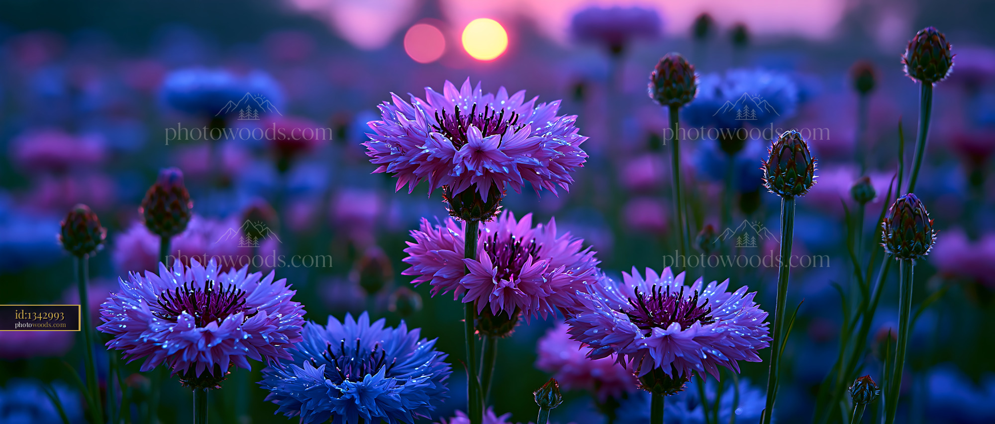 Flowers Bloom in a Field at Sunset With Purple Hues and Light