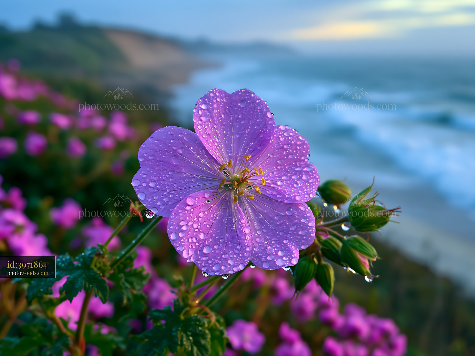Flower With Water Droplets on a Coastal Hill in the Morning Light