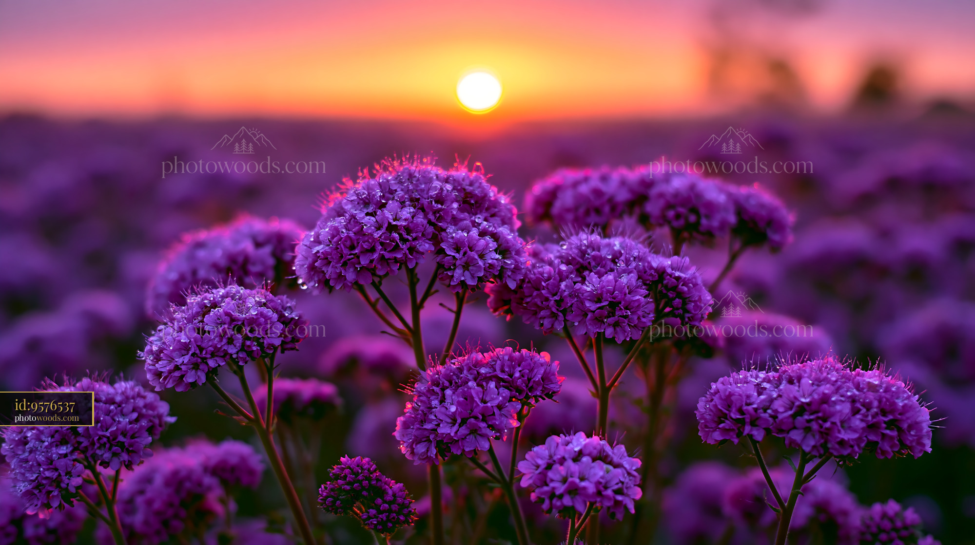 Purple Flowers Bloom at Sunset in a Field