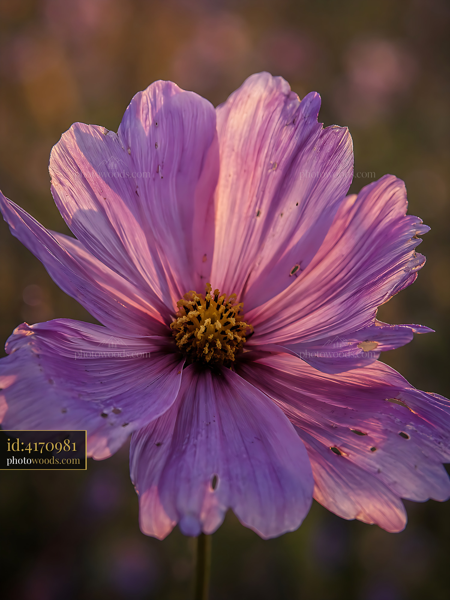 Flower Displays Soft Shades of Purple at Golden Hour