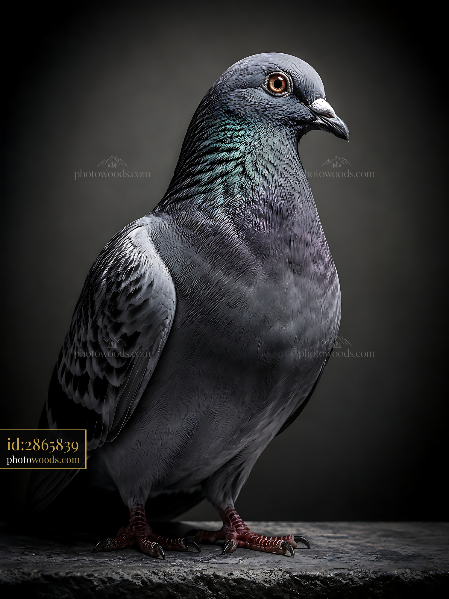 Pigeon Close Up, Gray Feathers, Detailed Features, Indoor Setting