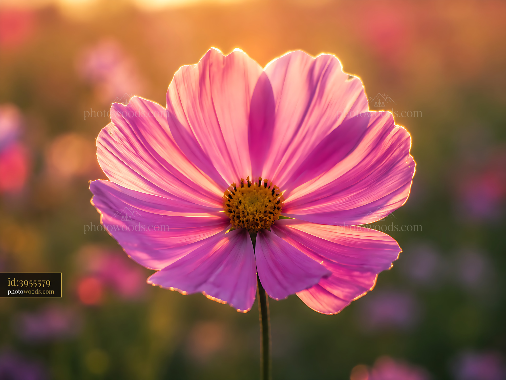 Flower Blooms in Sunlight at Golden Hour in a Field