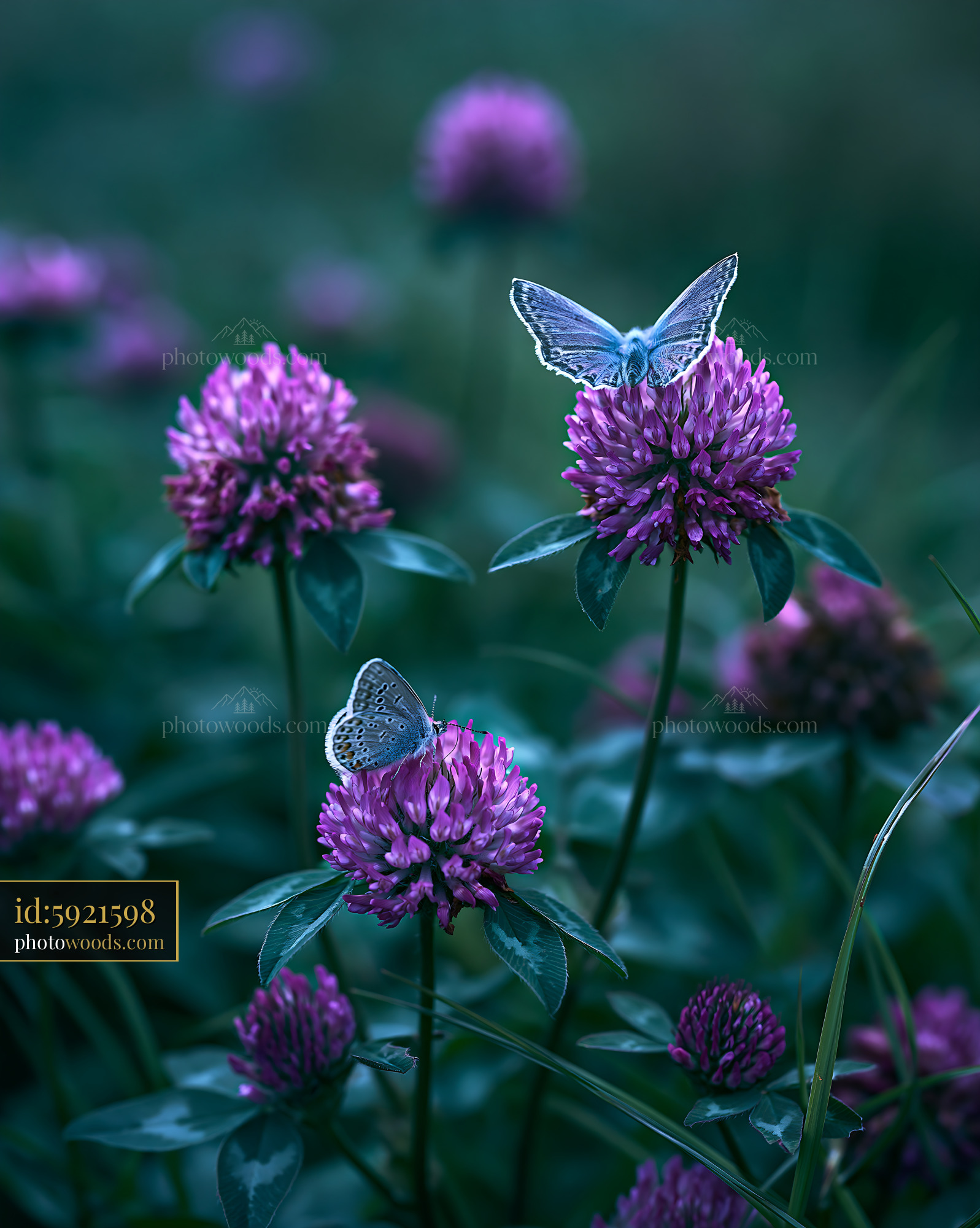 Clover Flowers With Butterflies in a Meadow During Spring