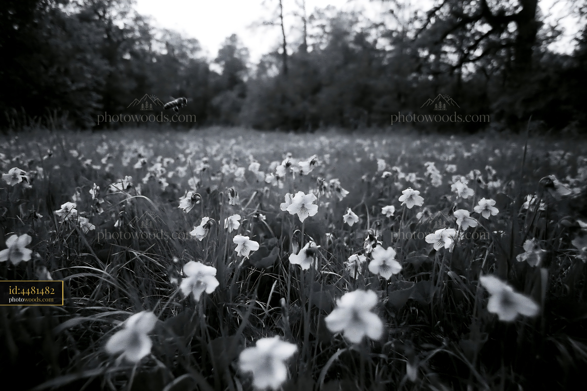 Wildflower Blooming in a Meadow During Spring Season