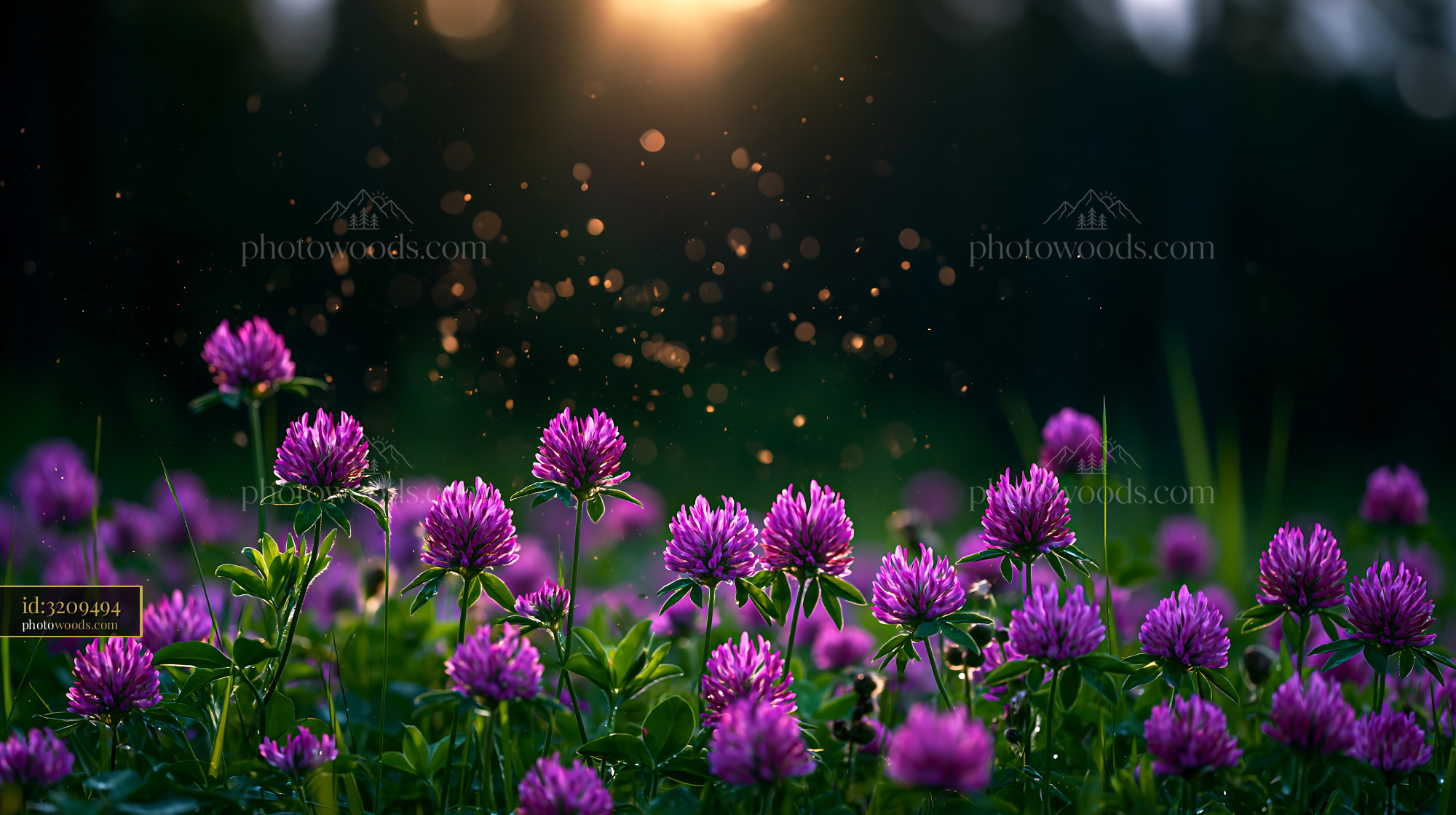Clover Blooms at Golden Hour in a Meadow