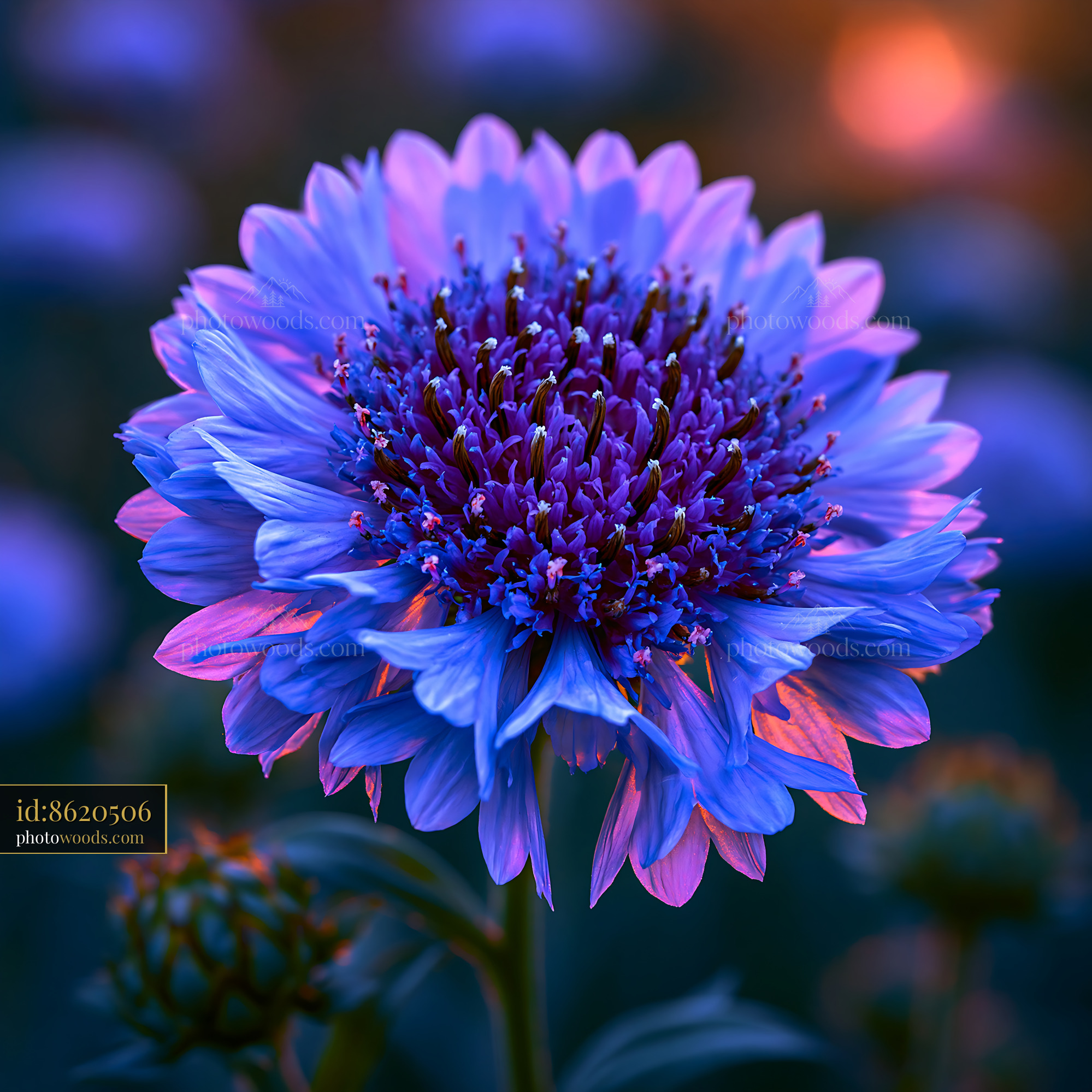 Flower Blooms With Vibrant Colors in the Garden at Sunset