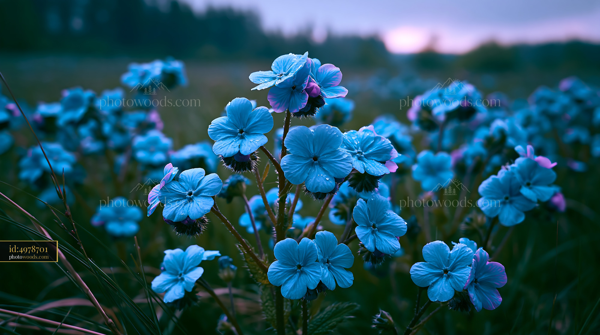 Blue Flowers Bloom in the Field During Twilight Hours