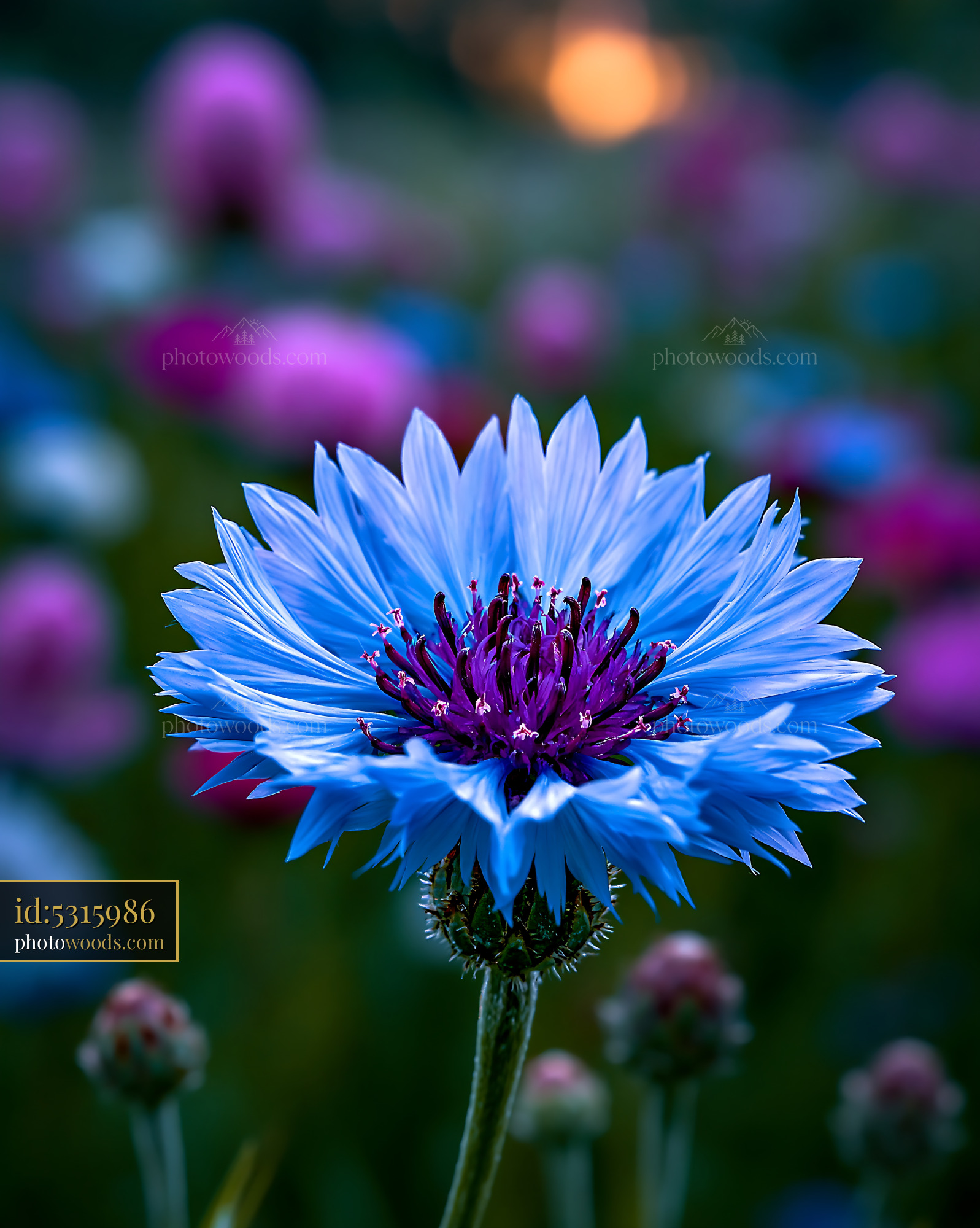 Blue Flower Blooms in a Field of Colorful Flowers at Sunset