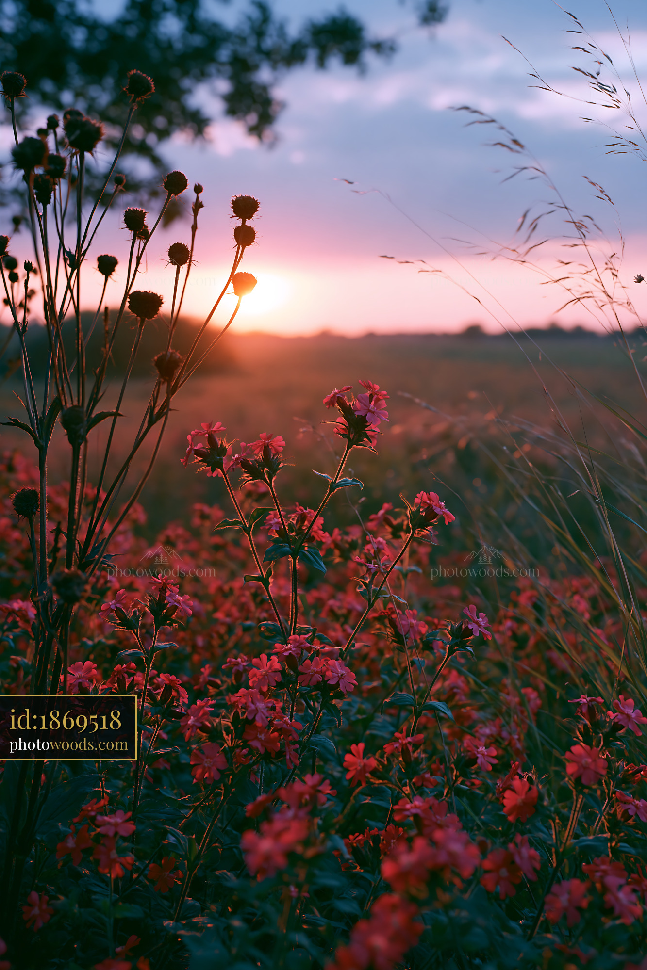 Pimpernel Wildflower Blooming at Sunset in a Meadow