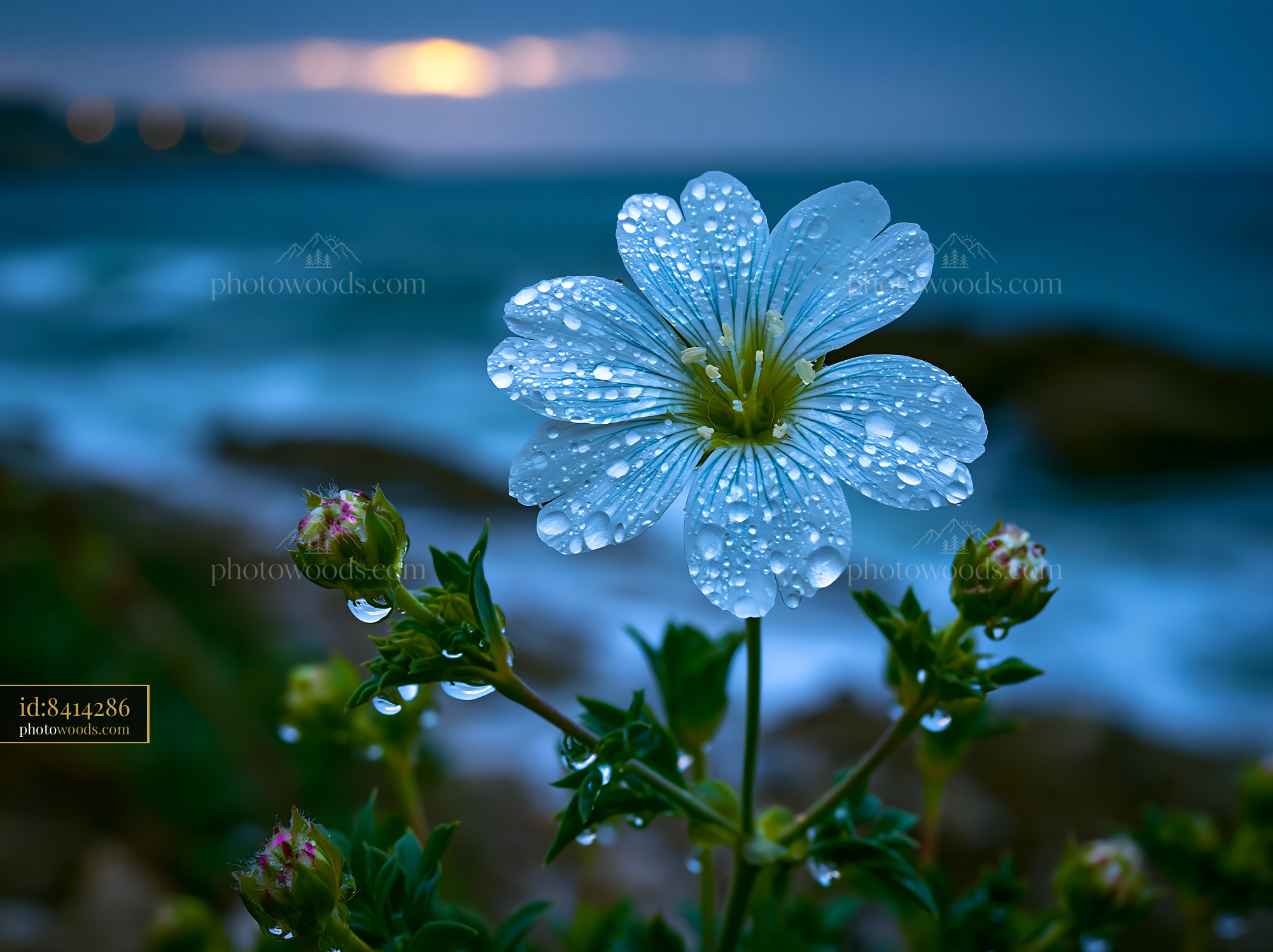Flower With Water Droplets at the Beach During Sunset