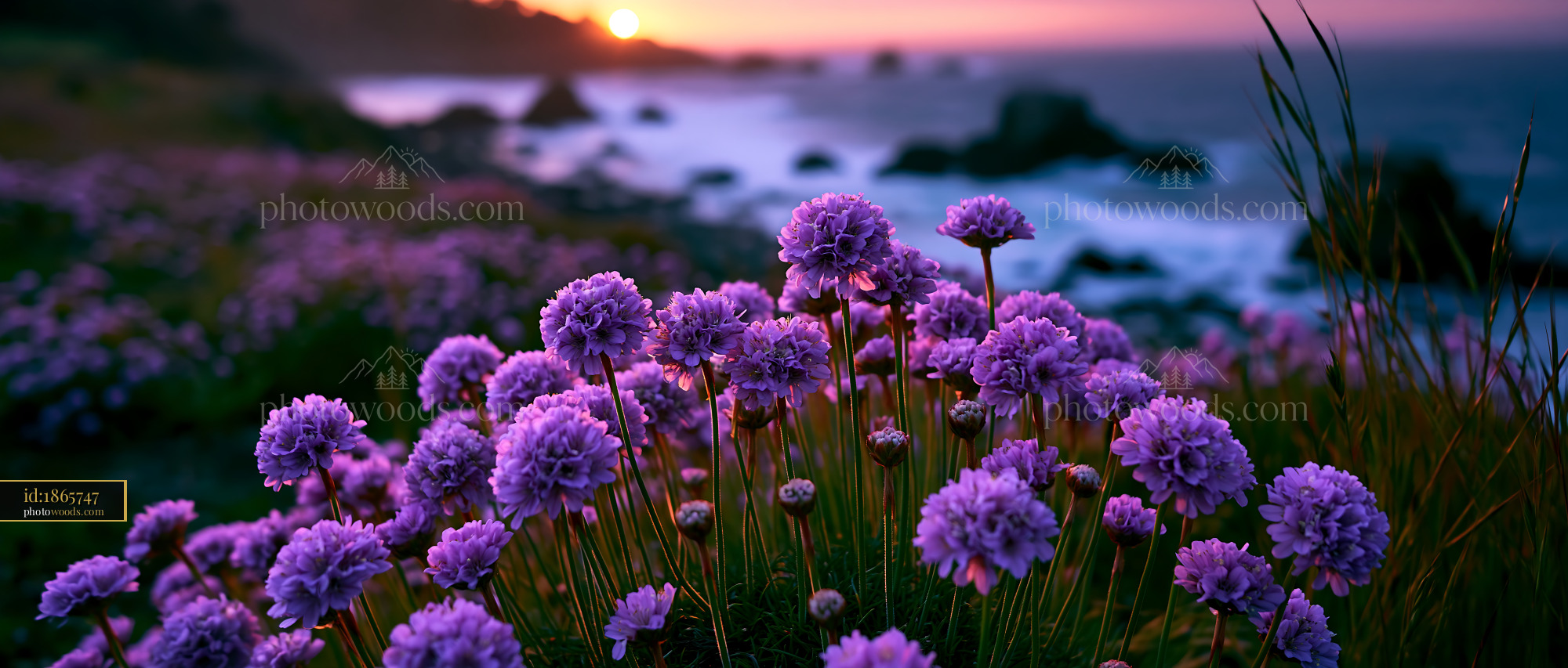 Purple Flowers Bloom by the Ocean During Sunset in the Evening