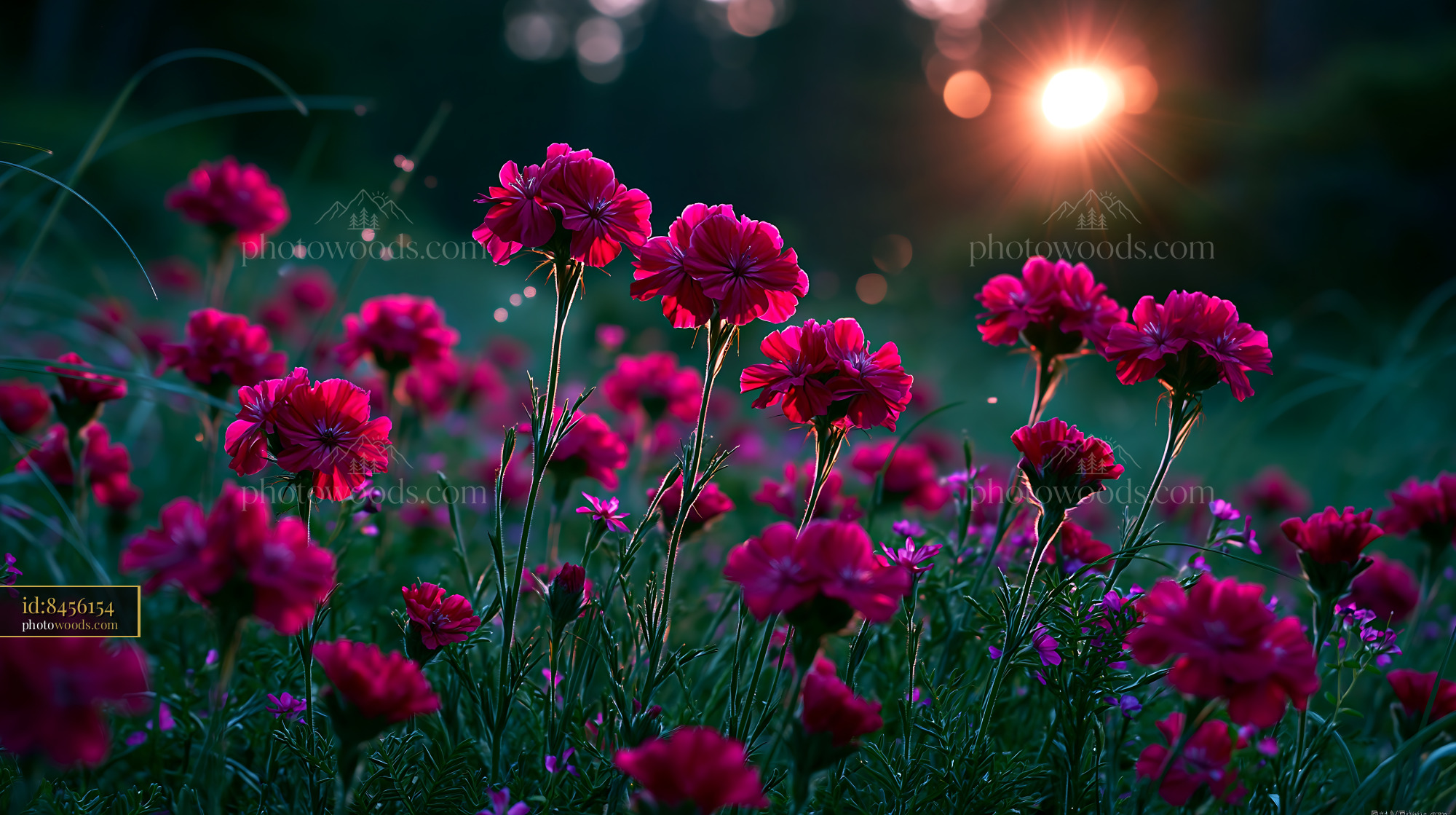 Flowers Bloom in Garden at Sunset Creating a Colorful Scene