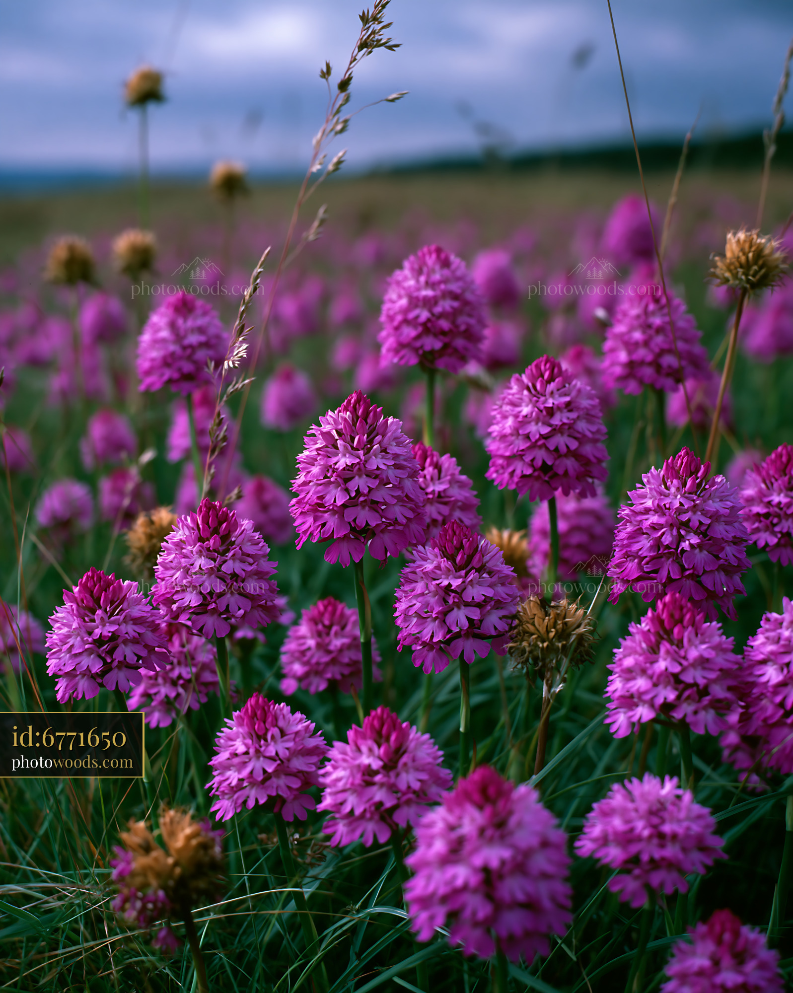 Pyramidal Orchids in a Chalk Grassland