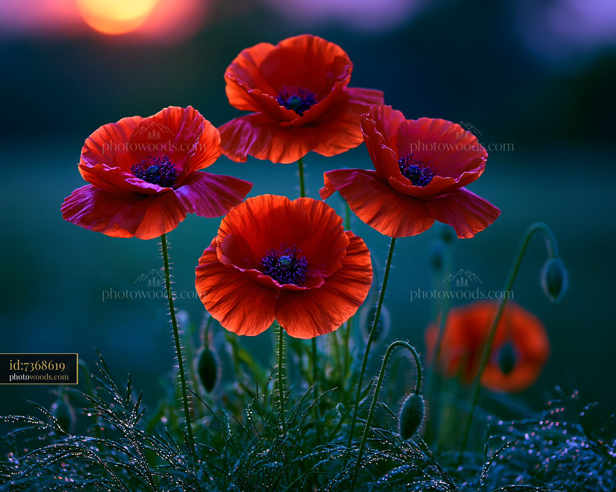 Poppies Growing in the Field During Sunset With Soft Light