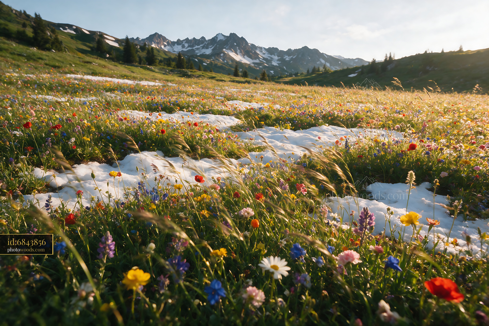 Wildflowers Blooming in an Alpine Meadow Under Soft Light